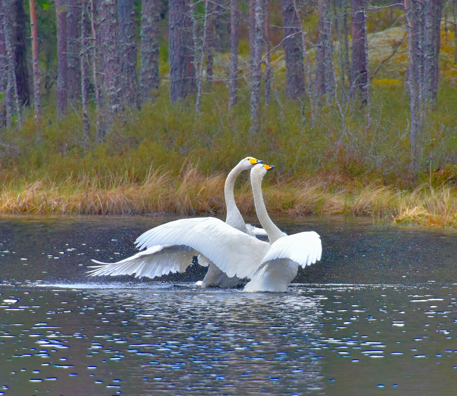 Valokuvaaja: Reijo Juurinen Valokuvaaja: Reijo Juurinen