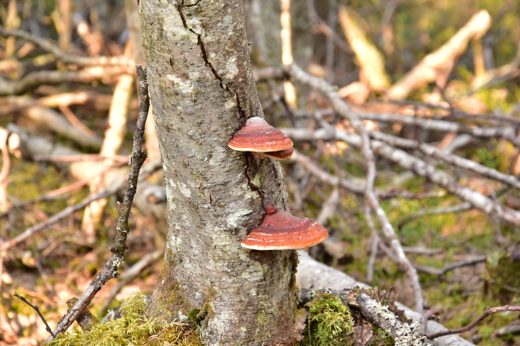 Valokuvaaja: Lahja Toivanen