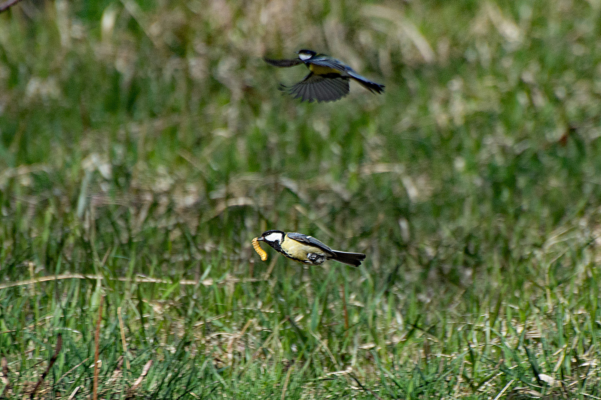 Valokuvaaja: Paavo Siukonen