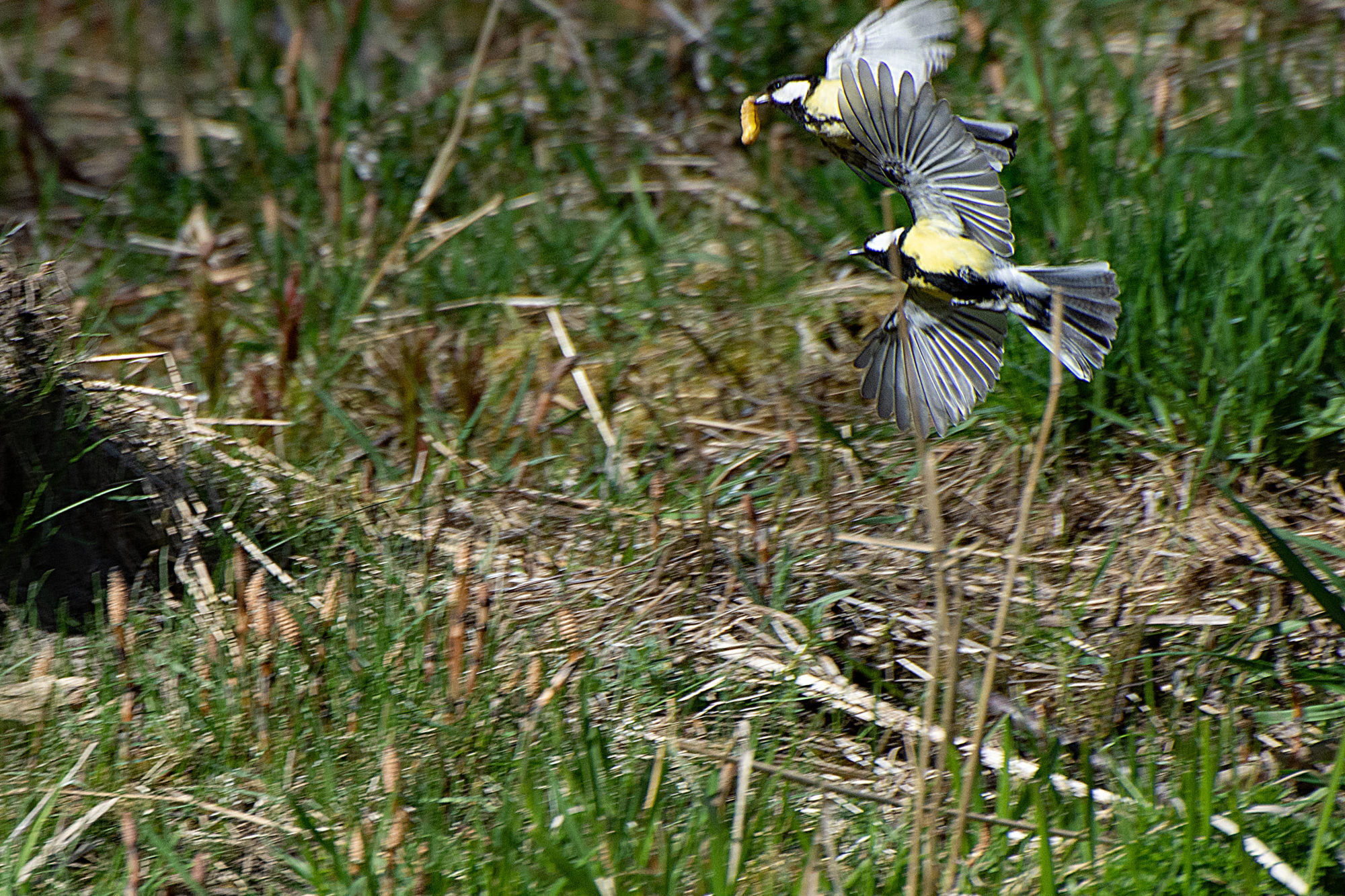 Valokuvaaja: Paavo Siukonen