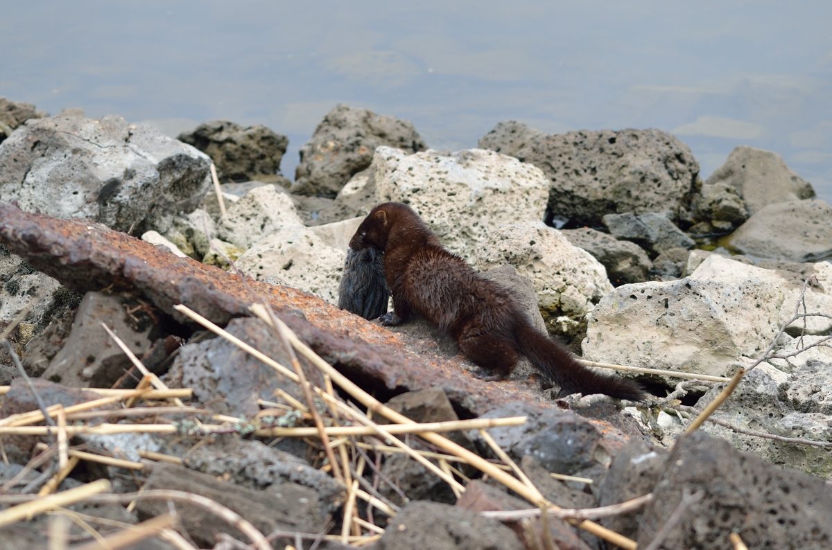 Valokuvaaja: Hannu Haapasaari