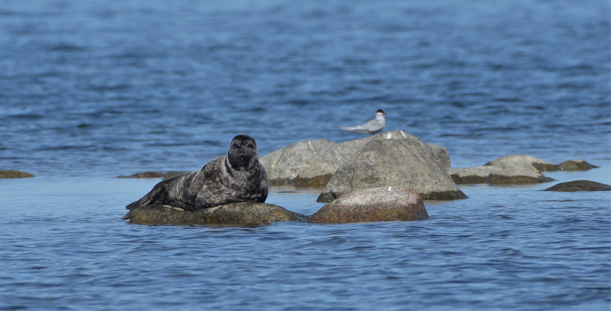 Valokuvaaja: Asko Heikkinen