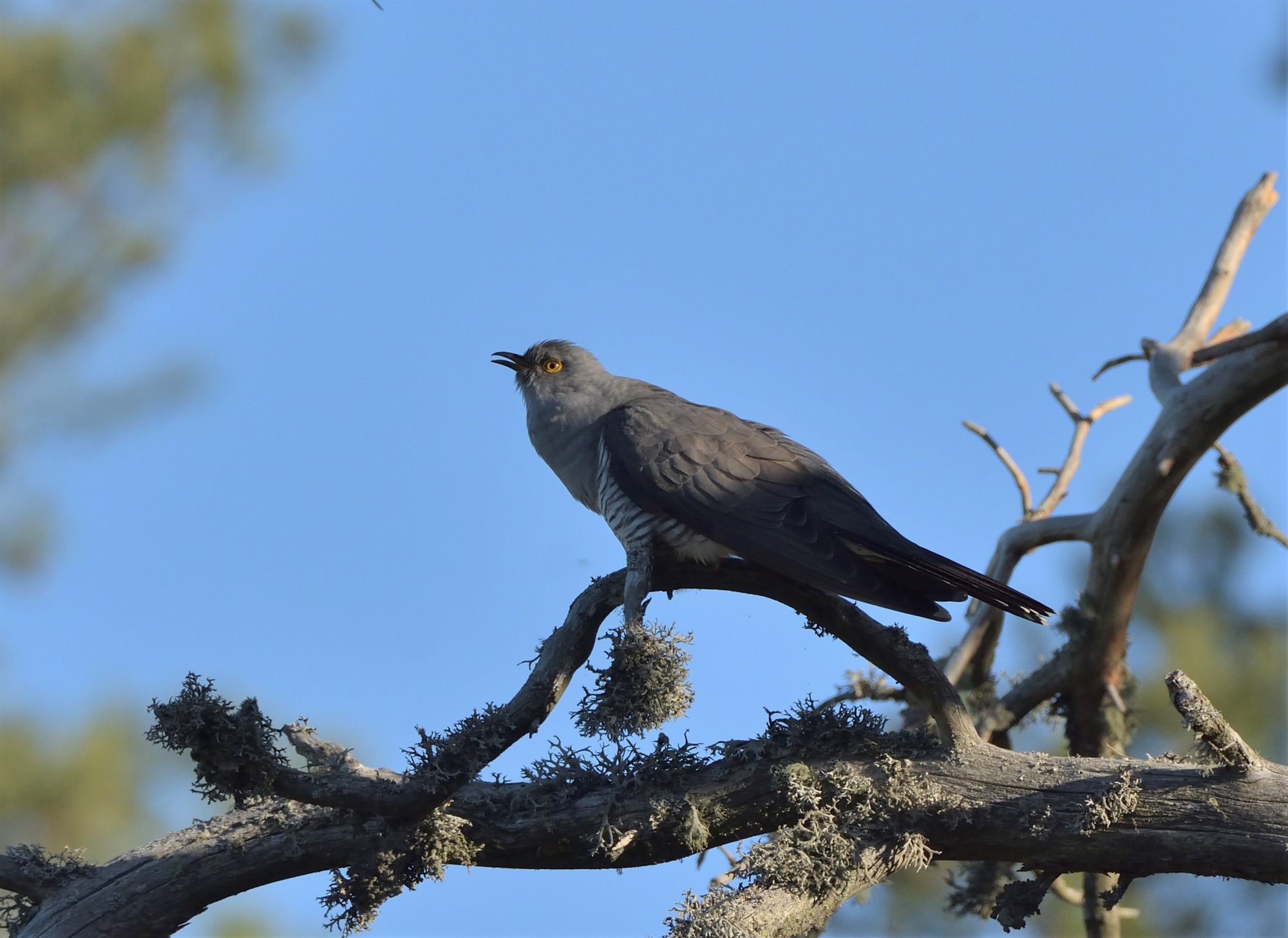 Valokuvaaja: Asko Heikkinen