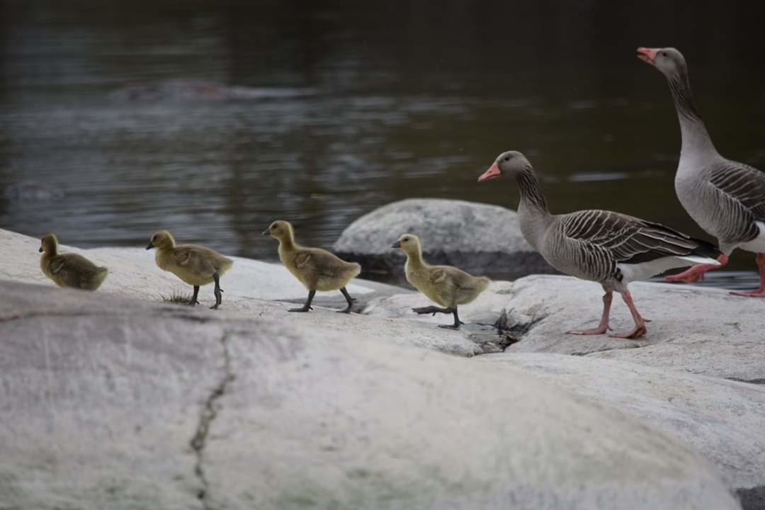 Valokuvaaja: Riitta Marjamäki