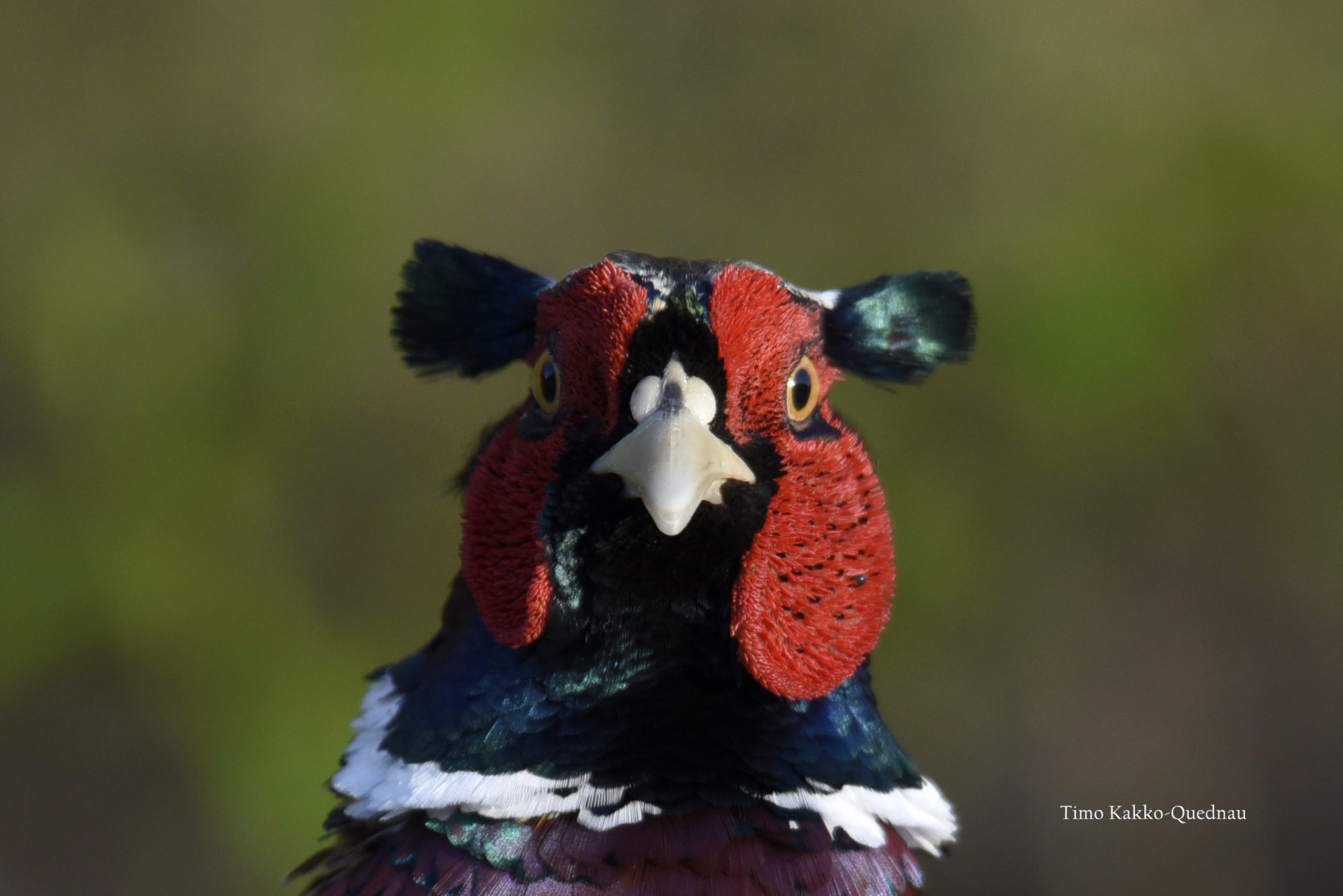 Valokuvaaja: Timo Kakko-Quednau
