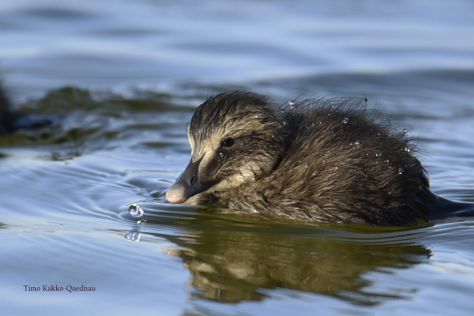 Valokuvaaja: Timo Kakko-Quednau
