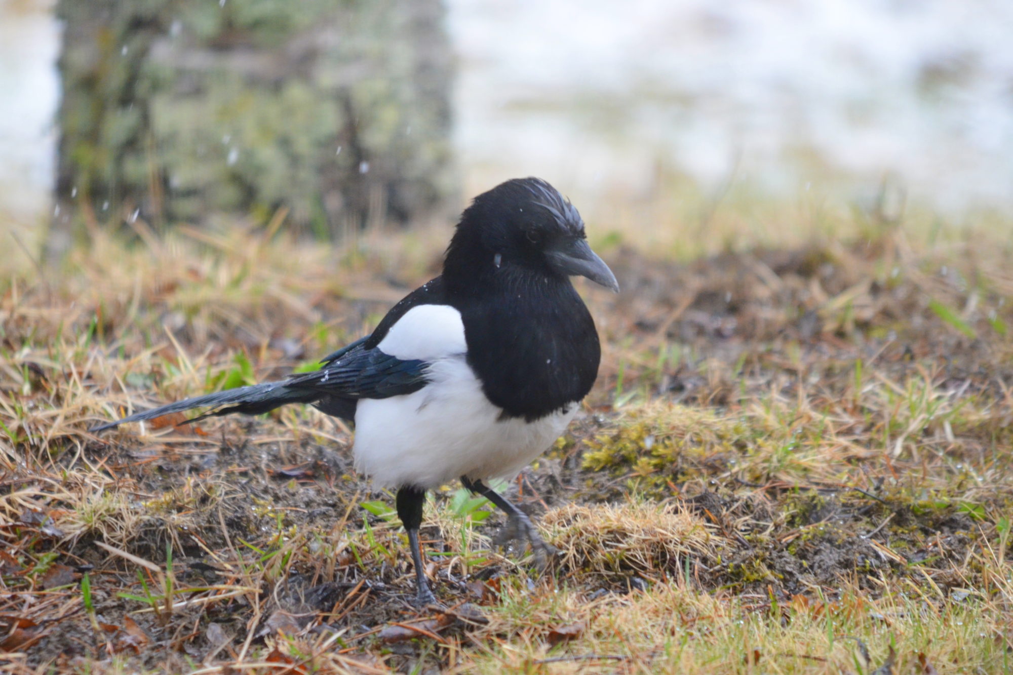 Valokuvaaja: Kaarlo Asikainen