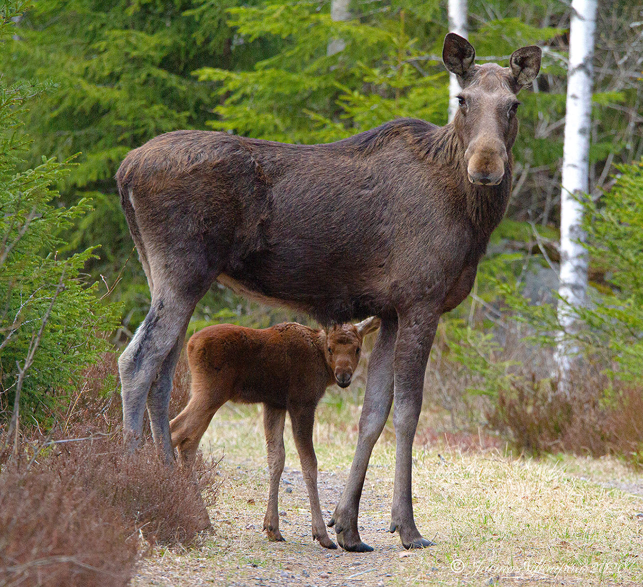Valokuvaaja: Jarmo Sillanpää