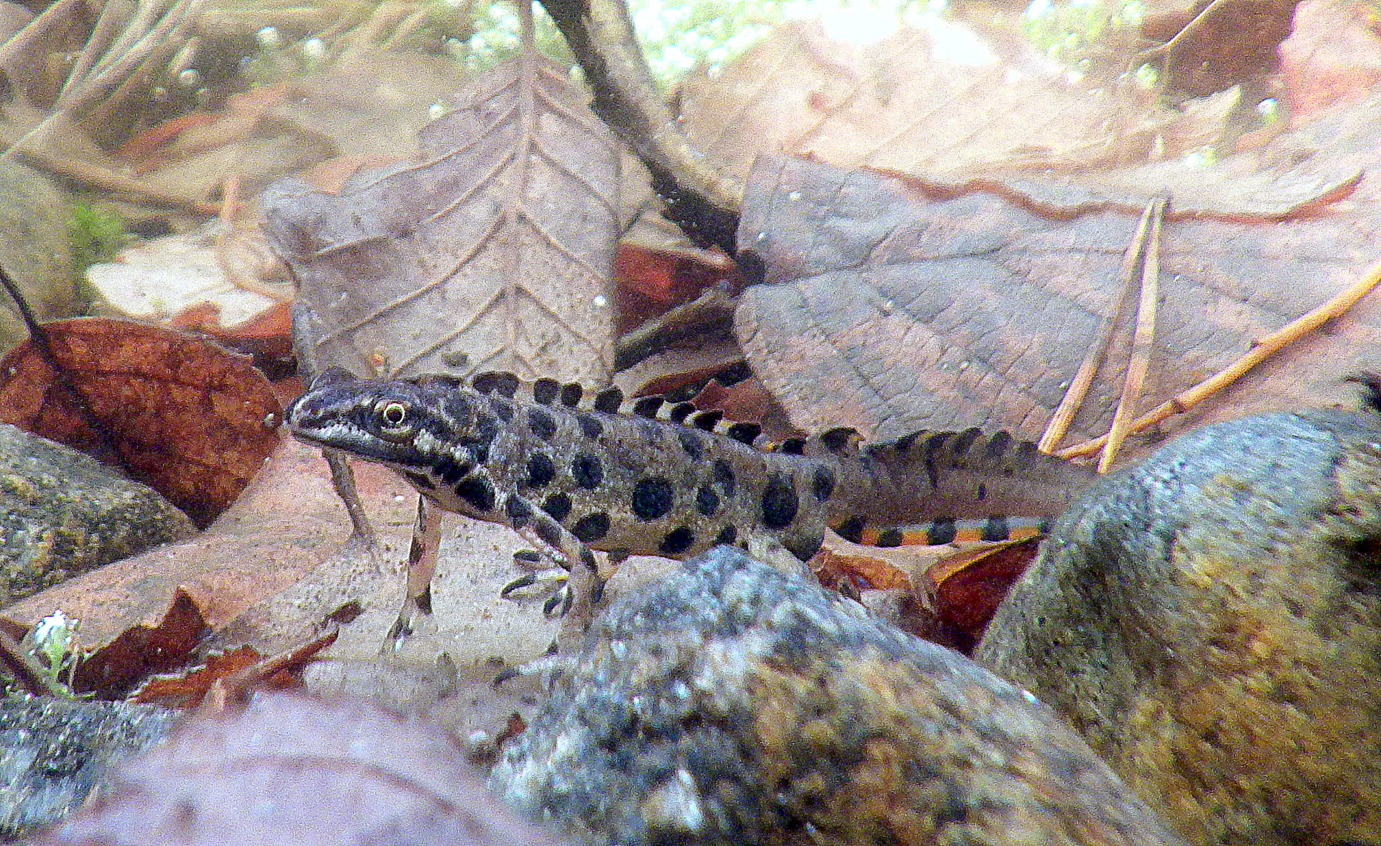 Valokuvaaja: Hannu. Rasiranta