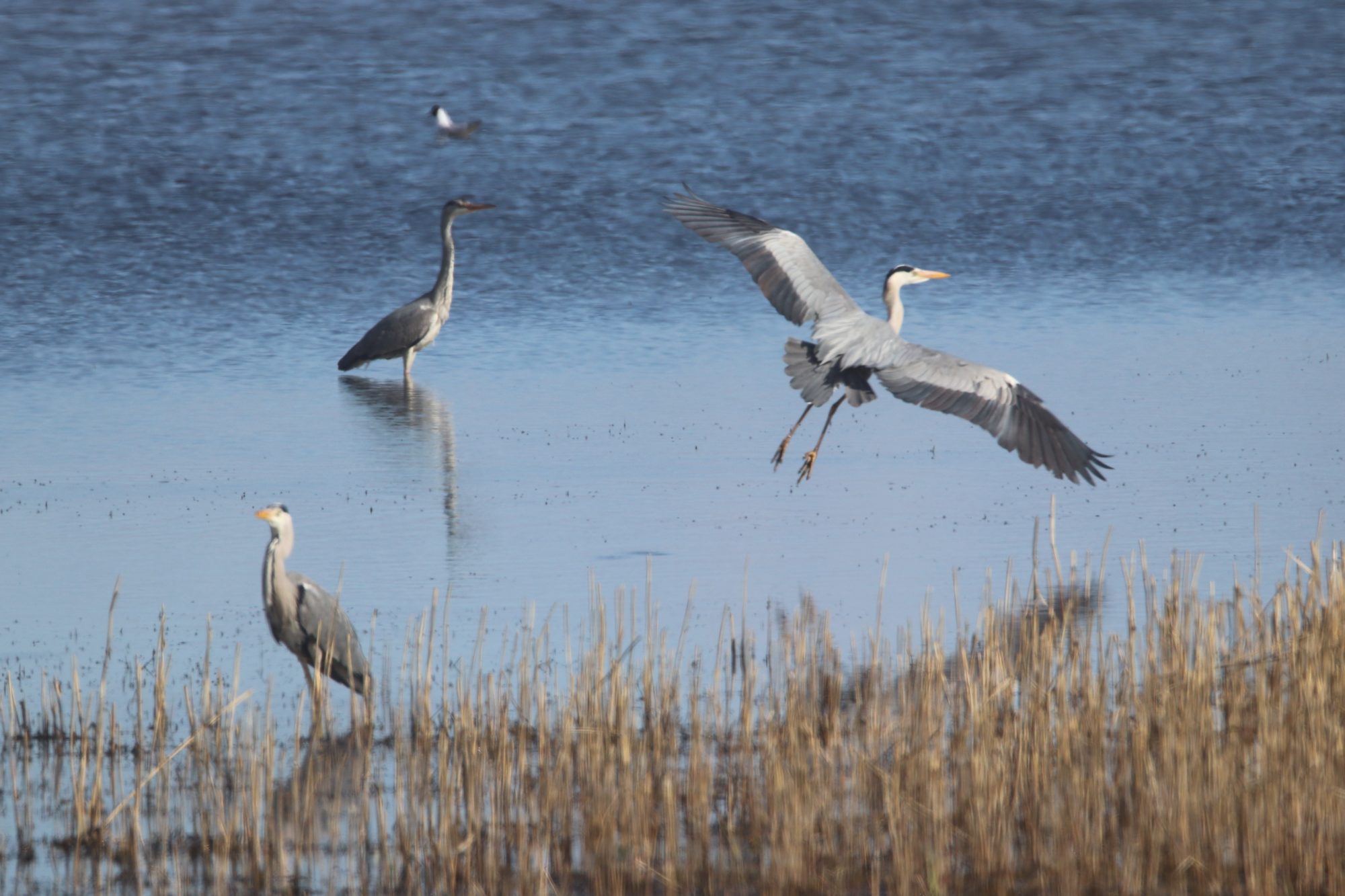 Valokuvaaja: Irja Lehtinen Valokuvaaja: Irja Lehtinen