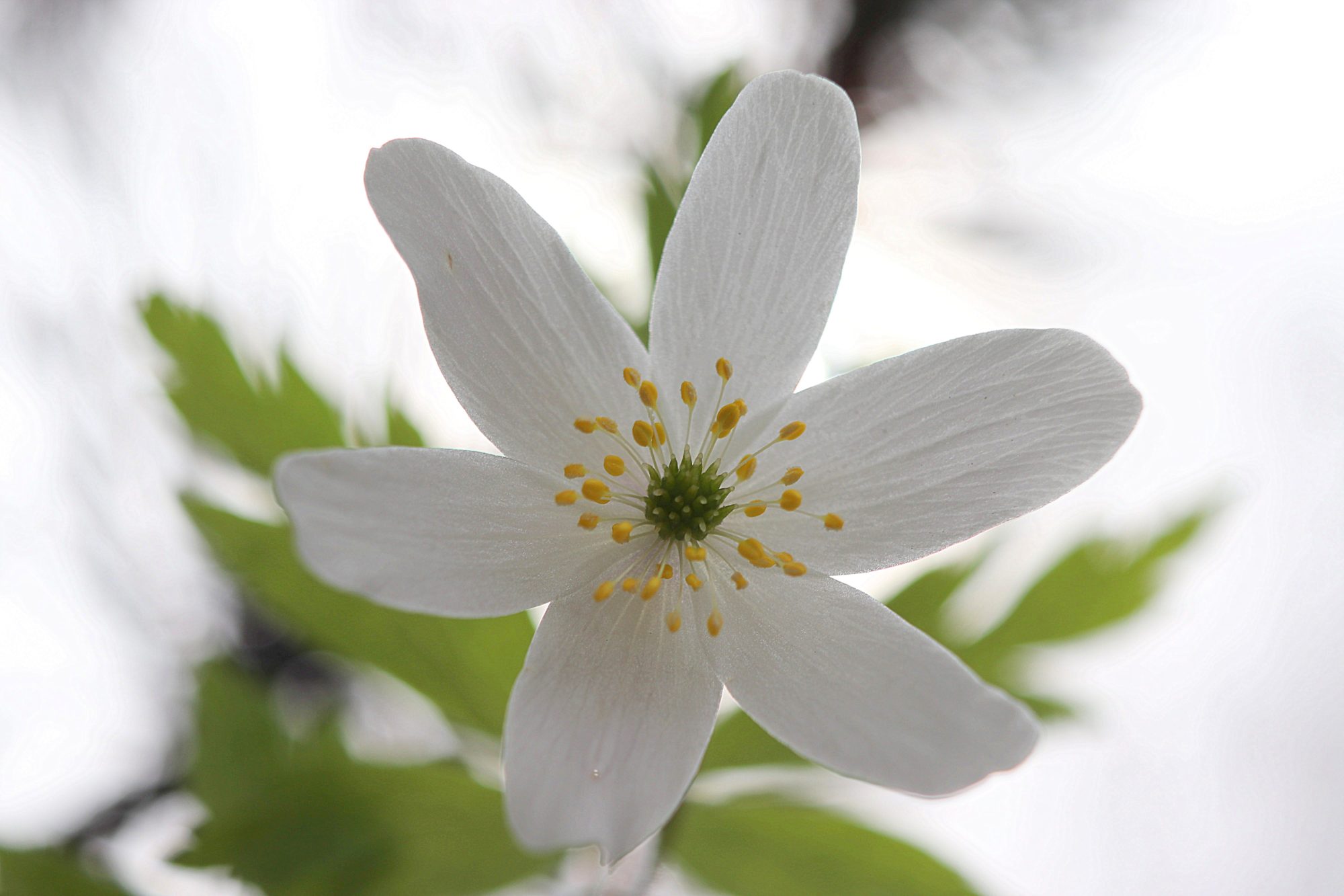 Valokuvaaja: Irja Lehtinen