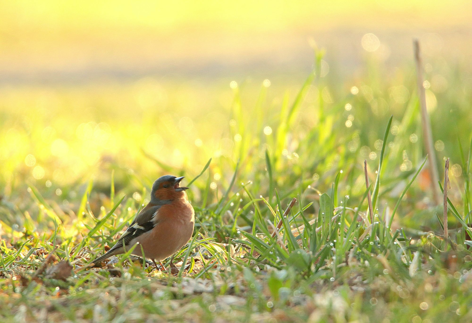 Valokuvaaja: Irja Lehtinen