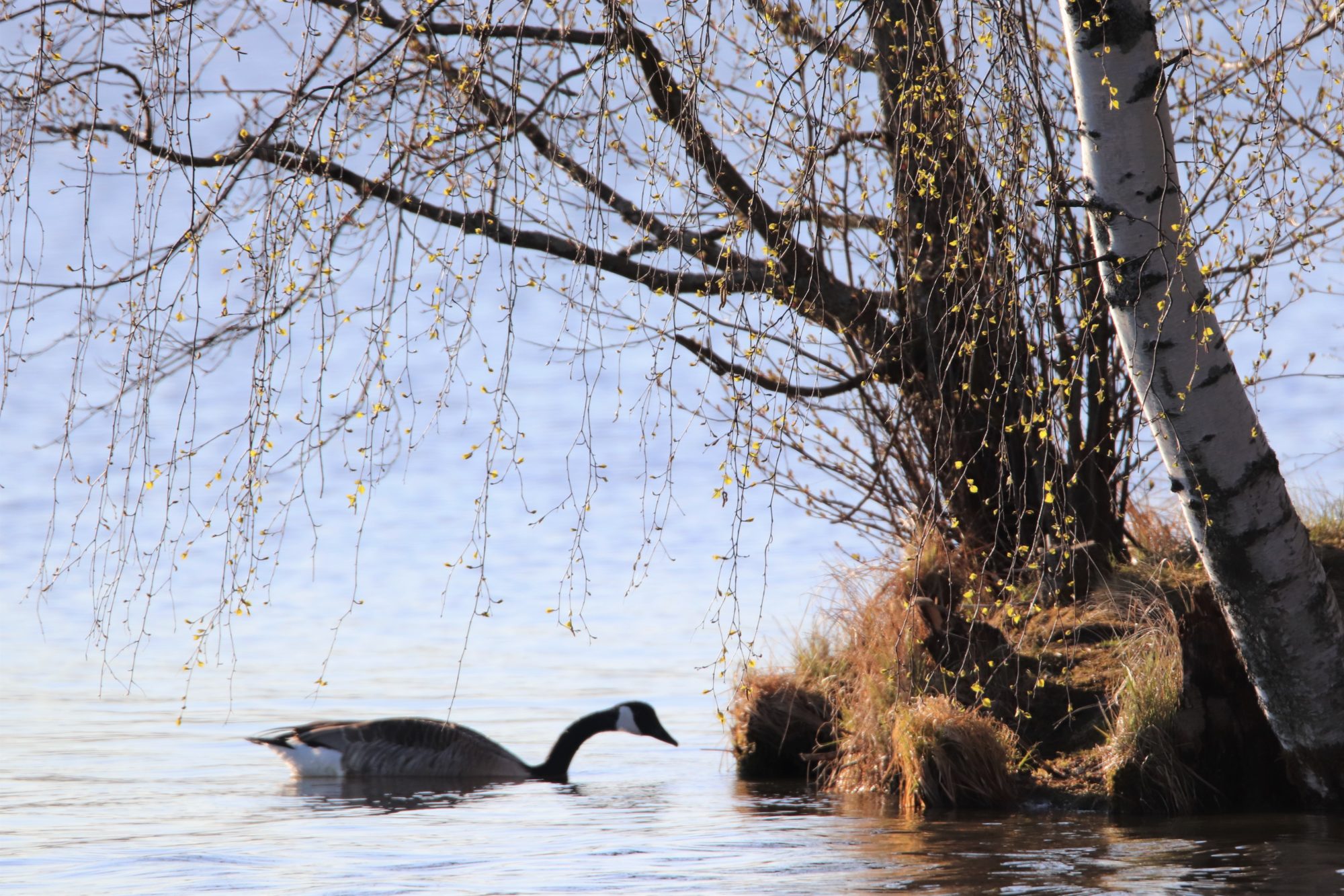 Valokuvaaja: Irja Lehtinen