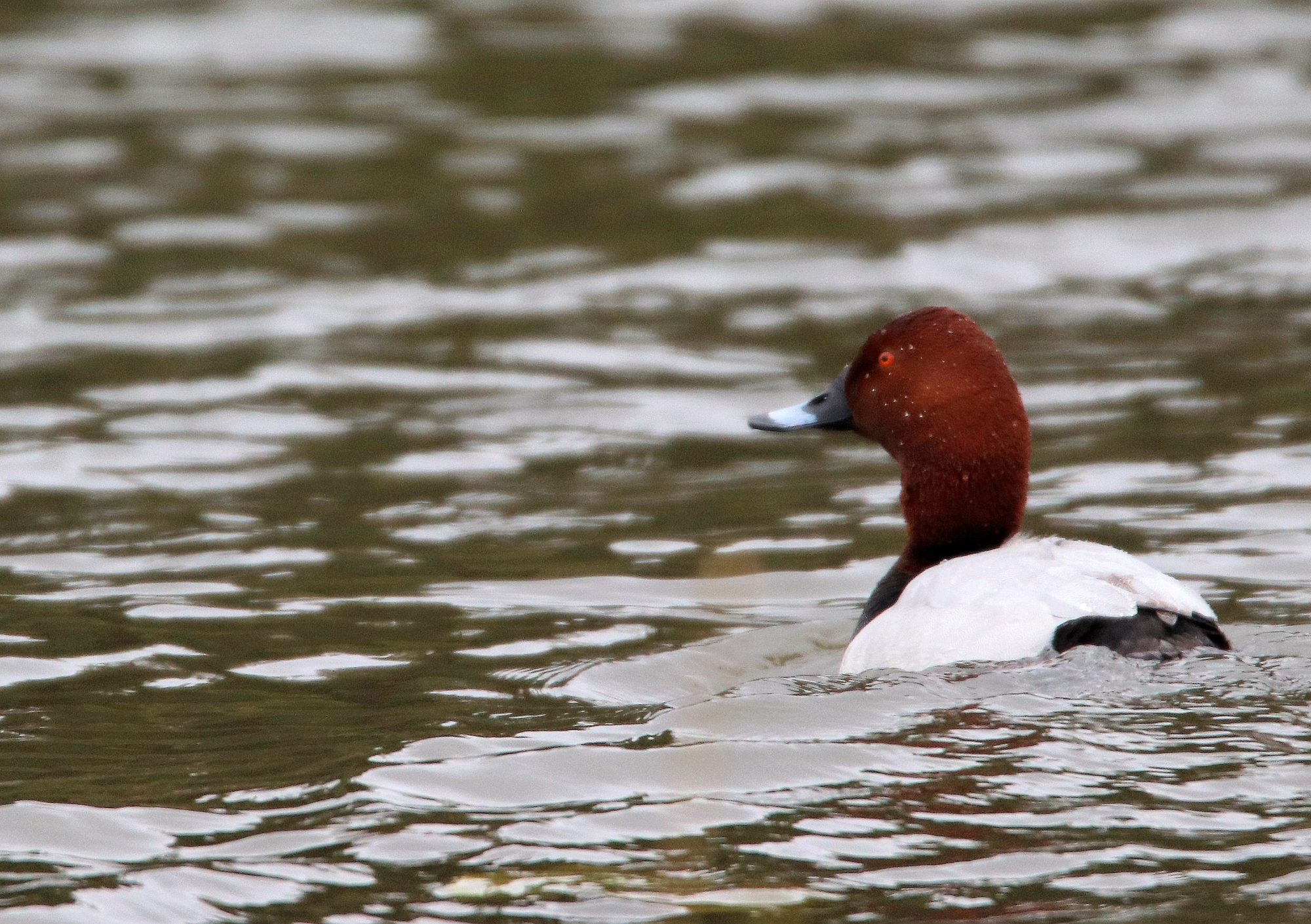 Valokuvaaja: Irja Lehtinen