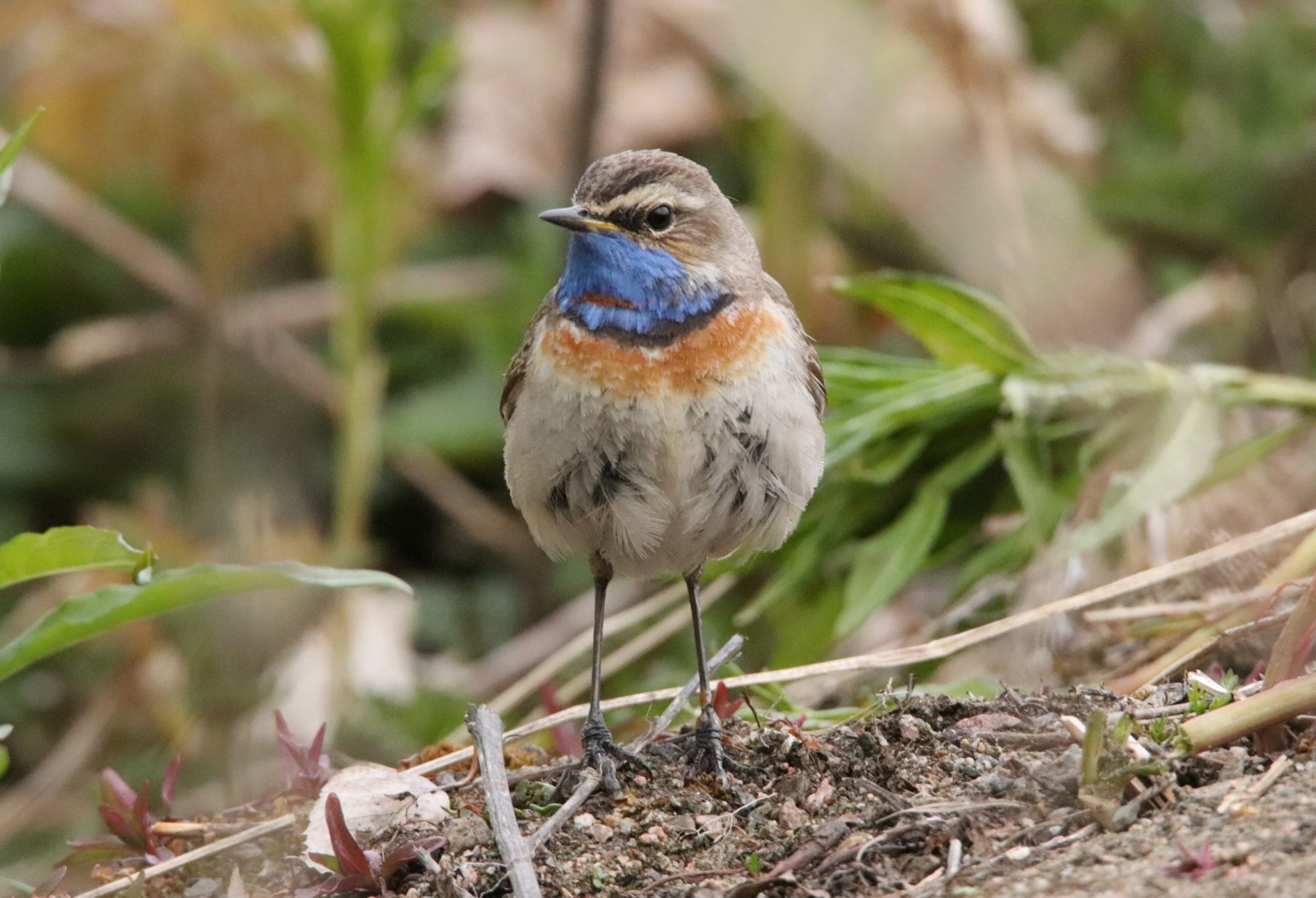 Valokuvaaja: Irja Lehtinen
