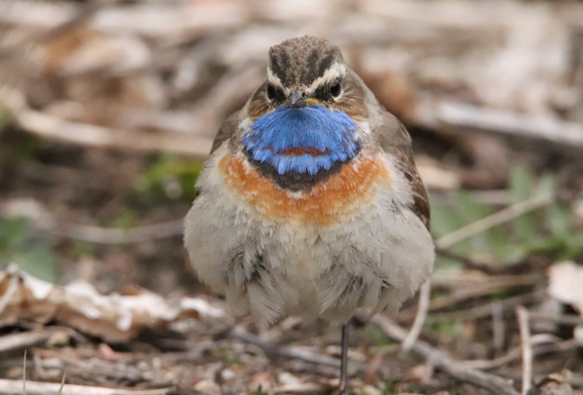 Valokuvaaja: Irja Lehtinen