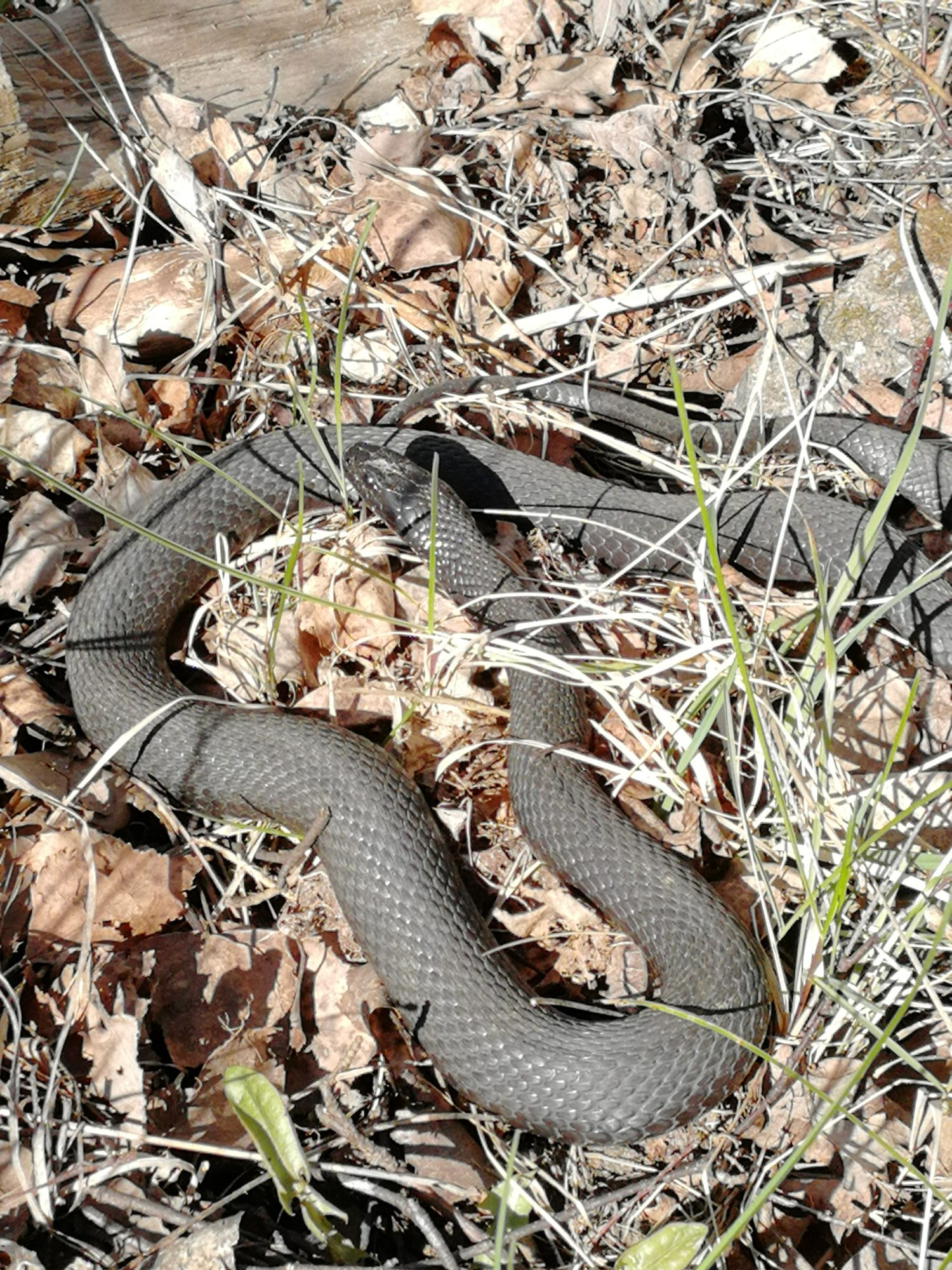 Valokuvaaja: Minna T Korhonen