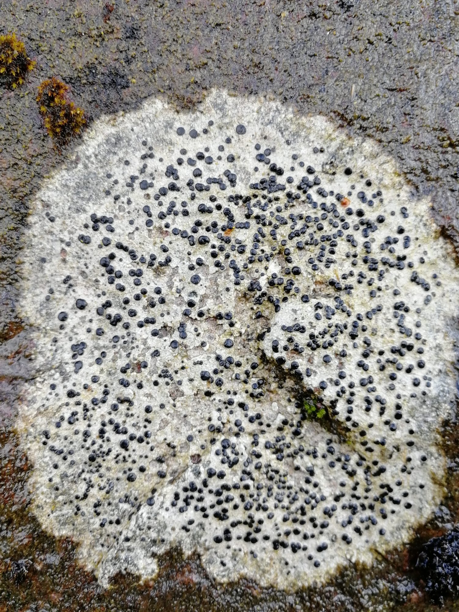 Valokuvaaja: Minna T  Korhonen Valokuvaaja: Minna T  Korhonen