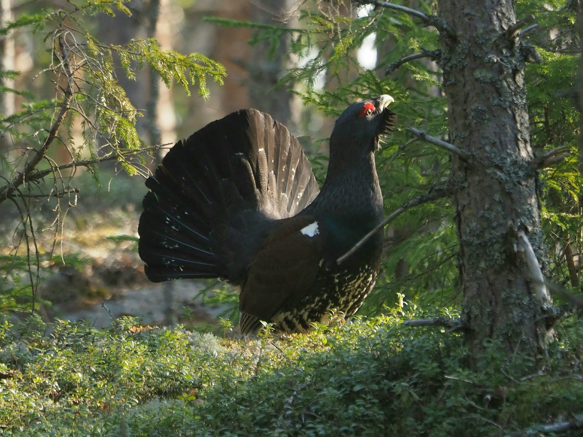 Valokuvaaja: Mikkola Irma
