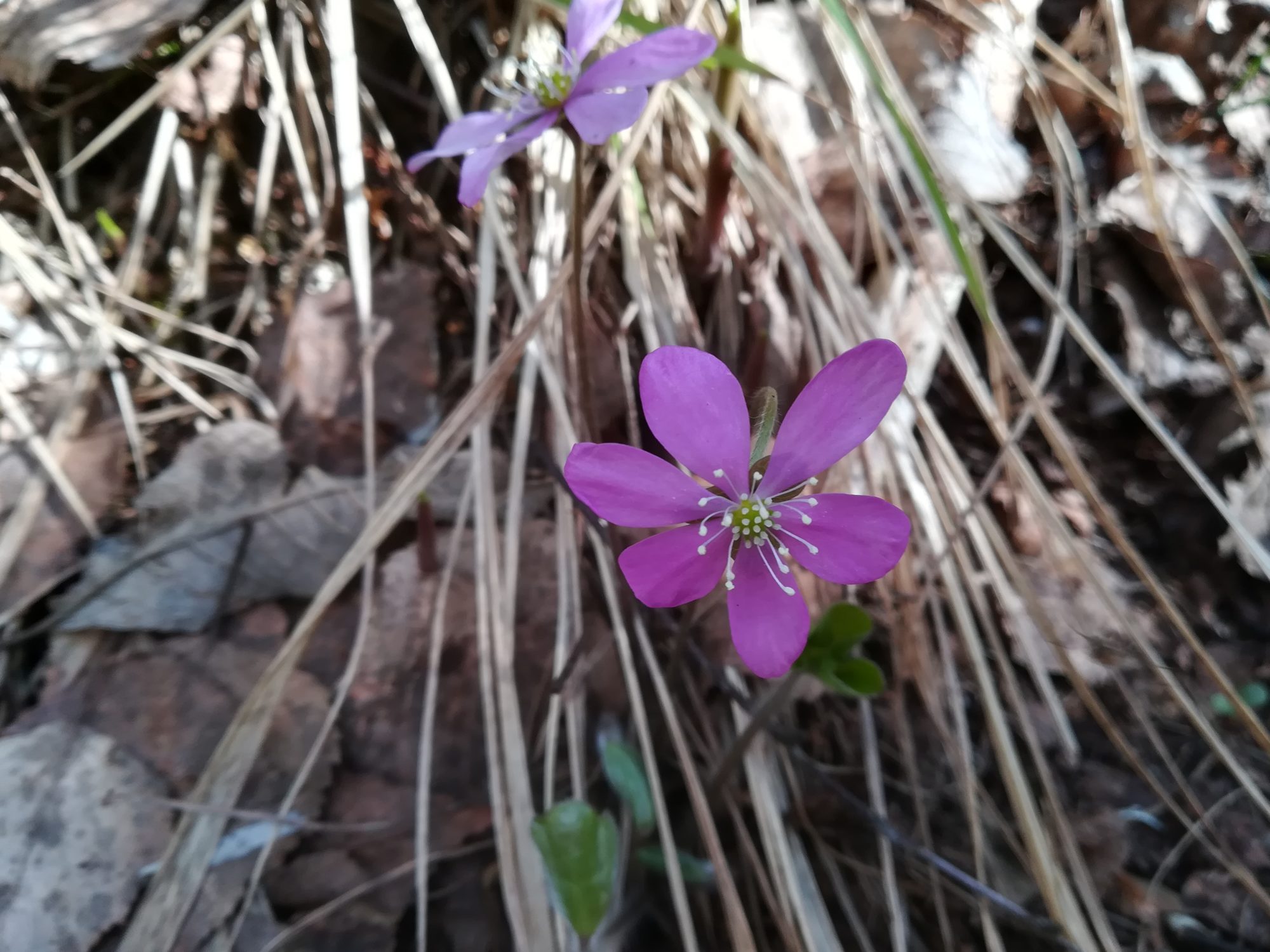 Valokuvaaja: Sari Lintunen