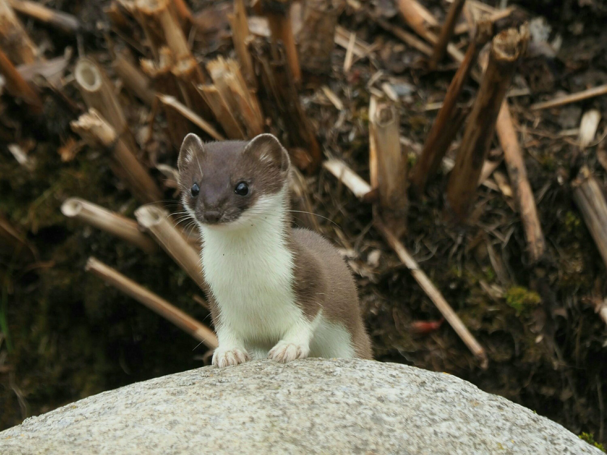 Valokuvaaja: Mikkola Irma