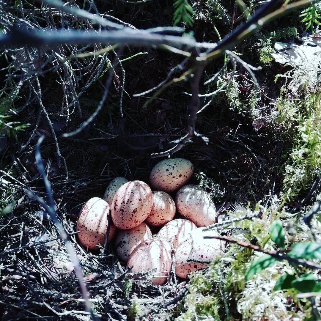 Valokuvaaja: Ria Hiekkala