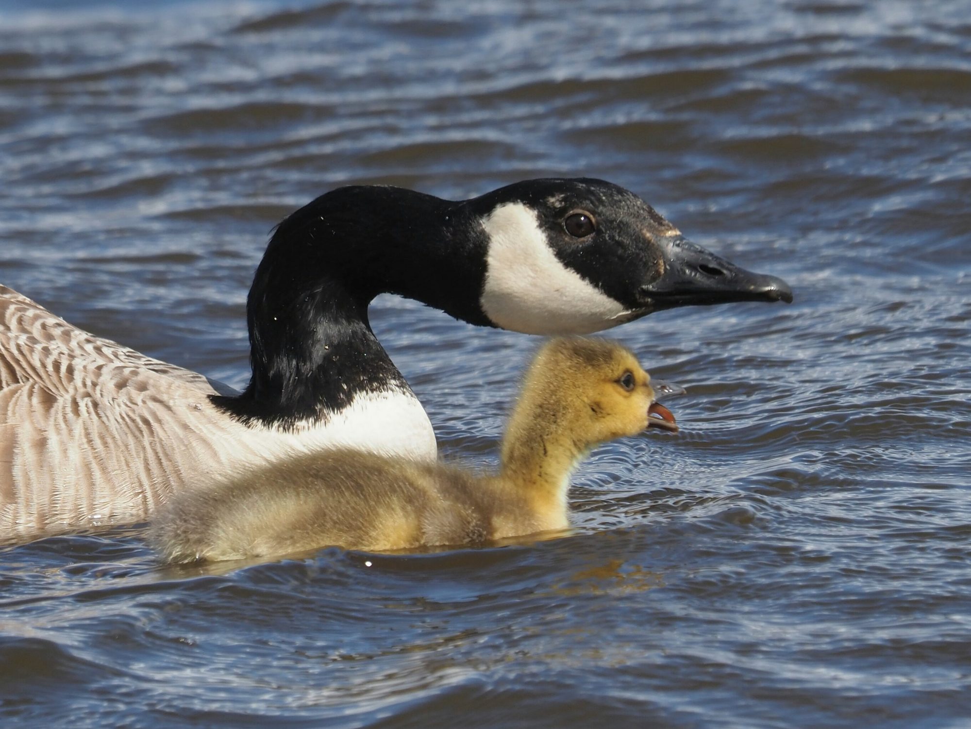 Valokuvaaja: Mikkola Irma