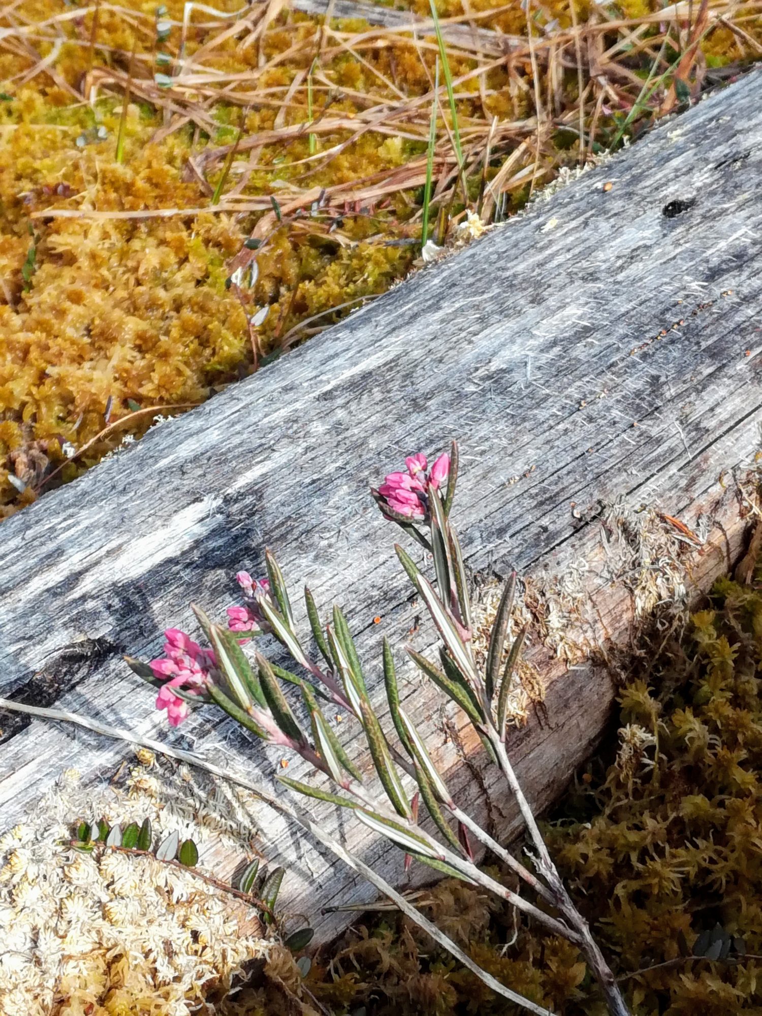 Valokuvaaja: Marketta Kokko