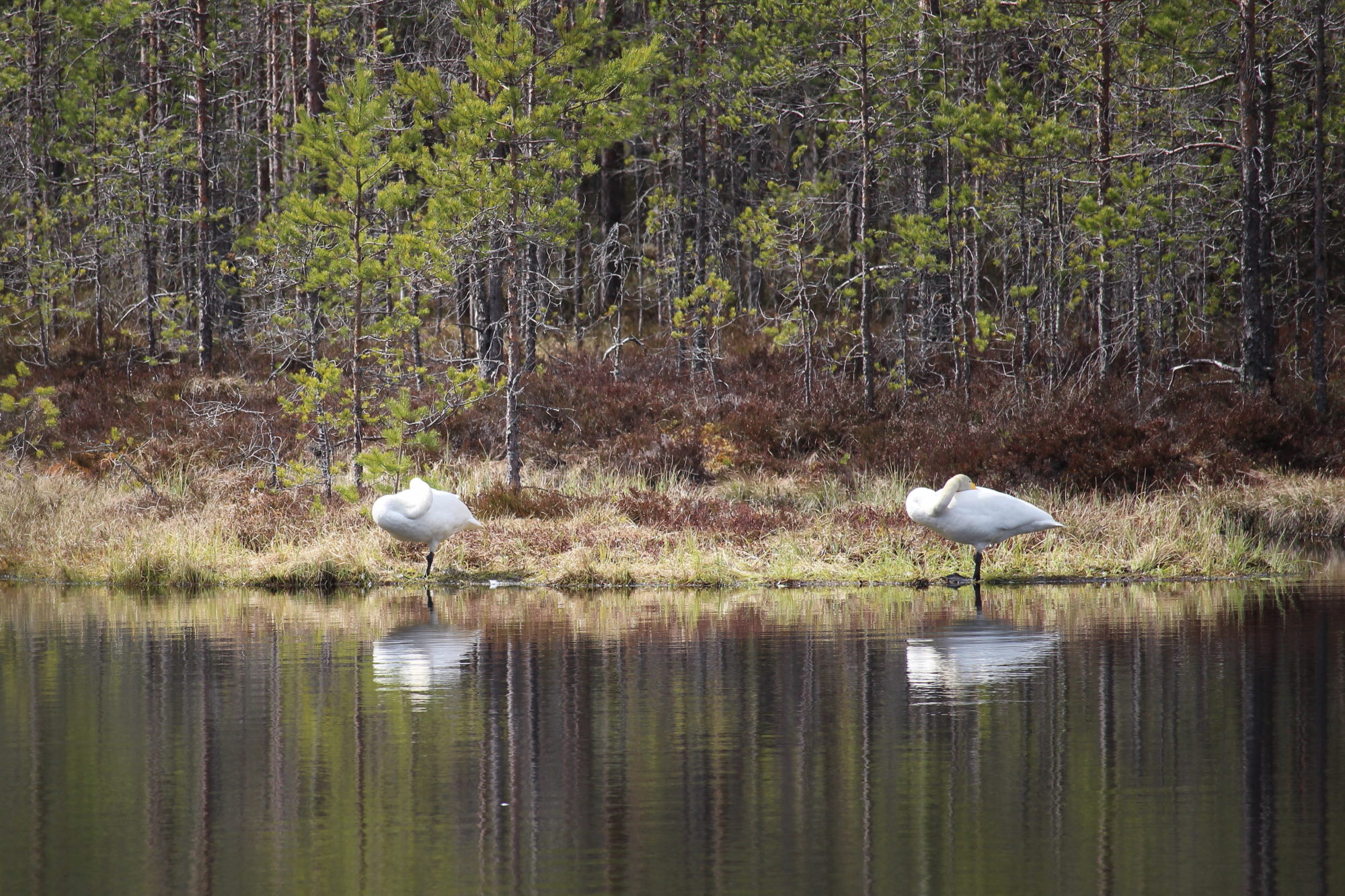 Valokuvaaja: Kirsi-Marja Joenpolvi