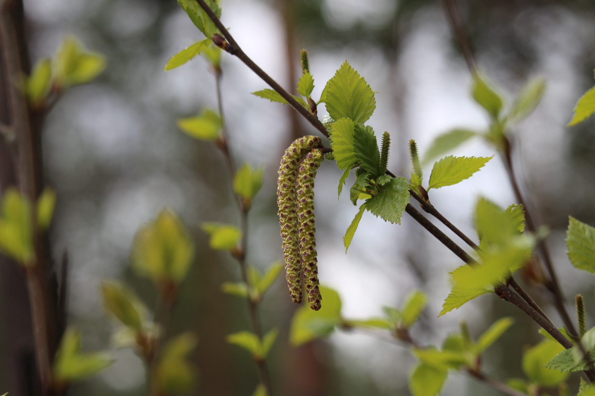 Valokuvaaja: Kirsi-Marja Joenpolvi