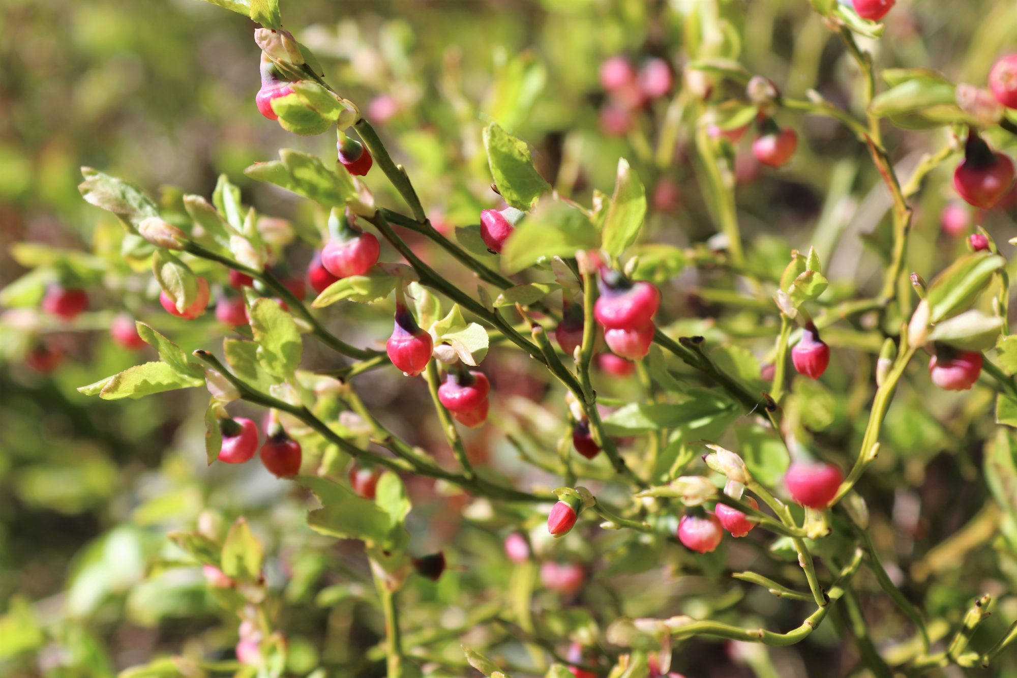 Valokuvaaja: Irja Lehtinen