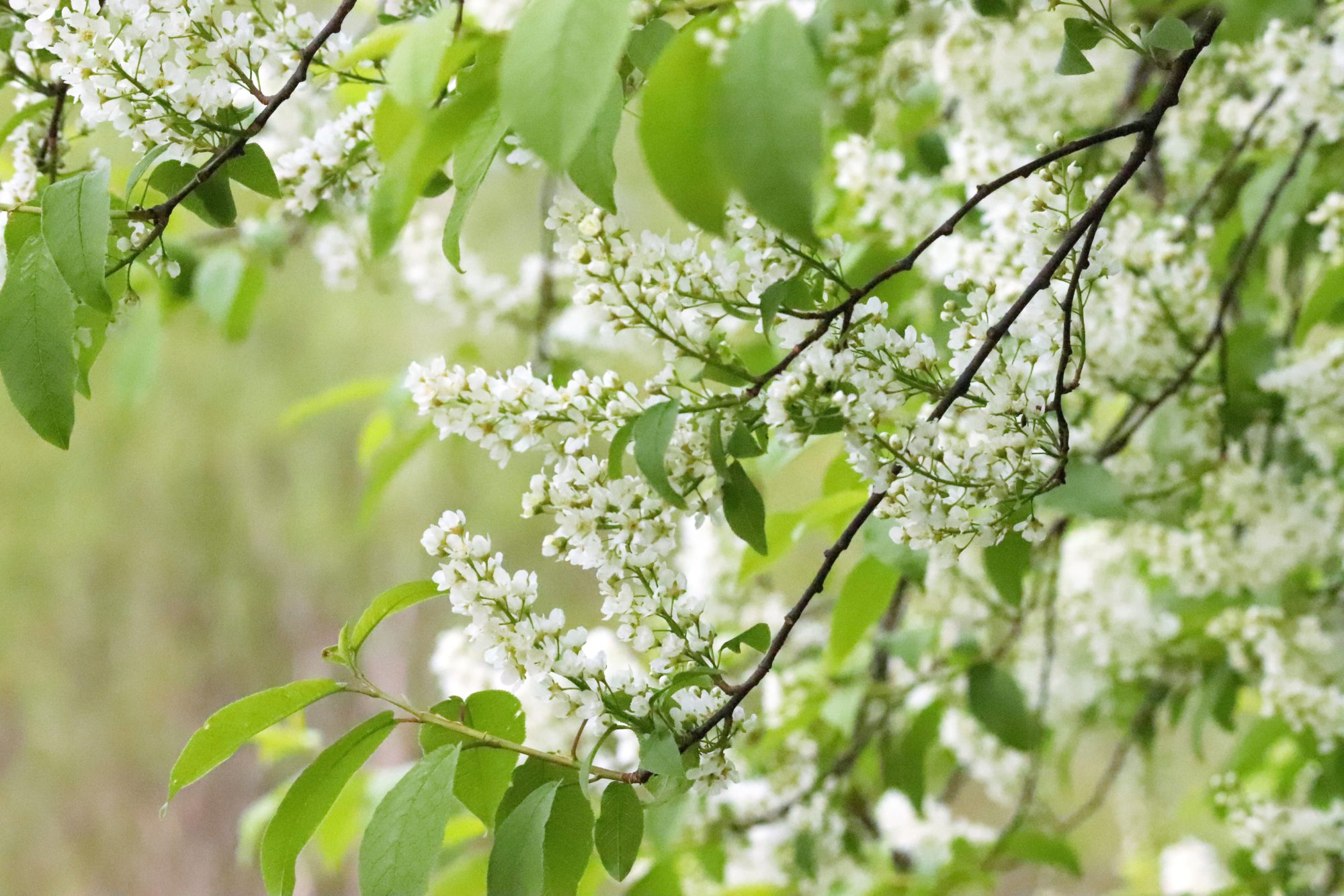 Valokuvaaja: Irja Lehtinen