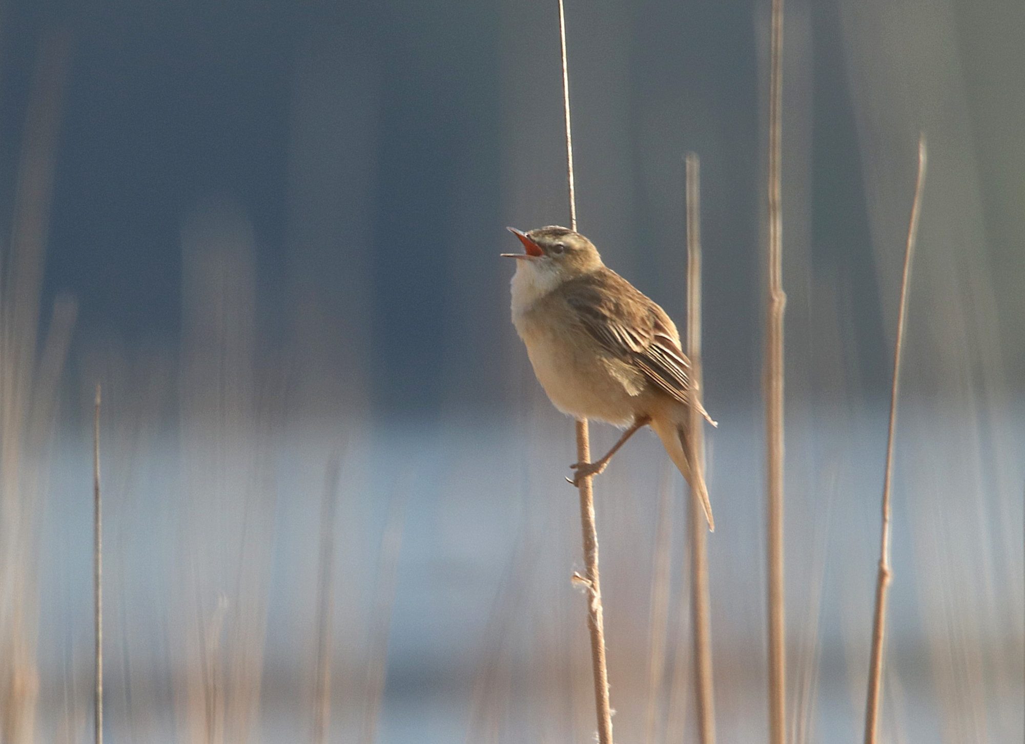 Valokuvaaja: Irja Lehtinen Valokuvaaja: Irja Lehtinen