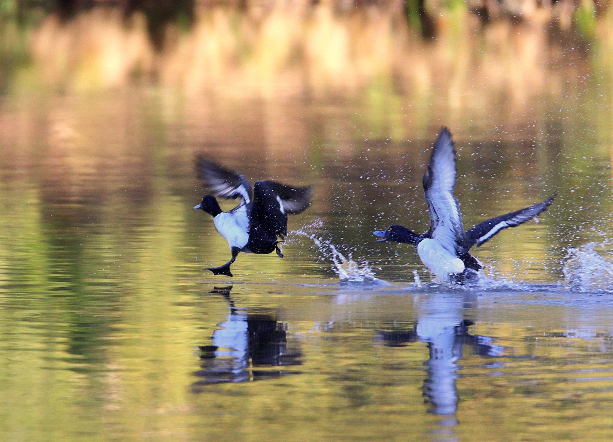 Valokuvaaja: Irja Lehtinen Valokuvaaja: Irja Lehtinen