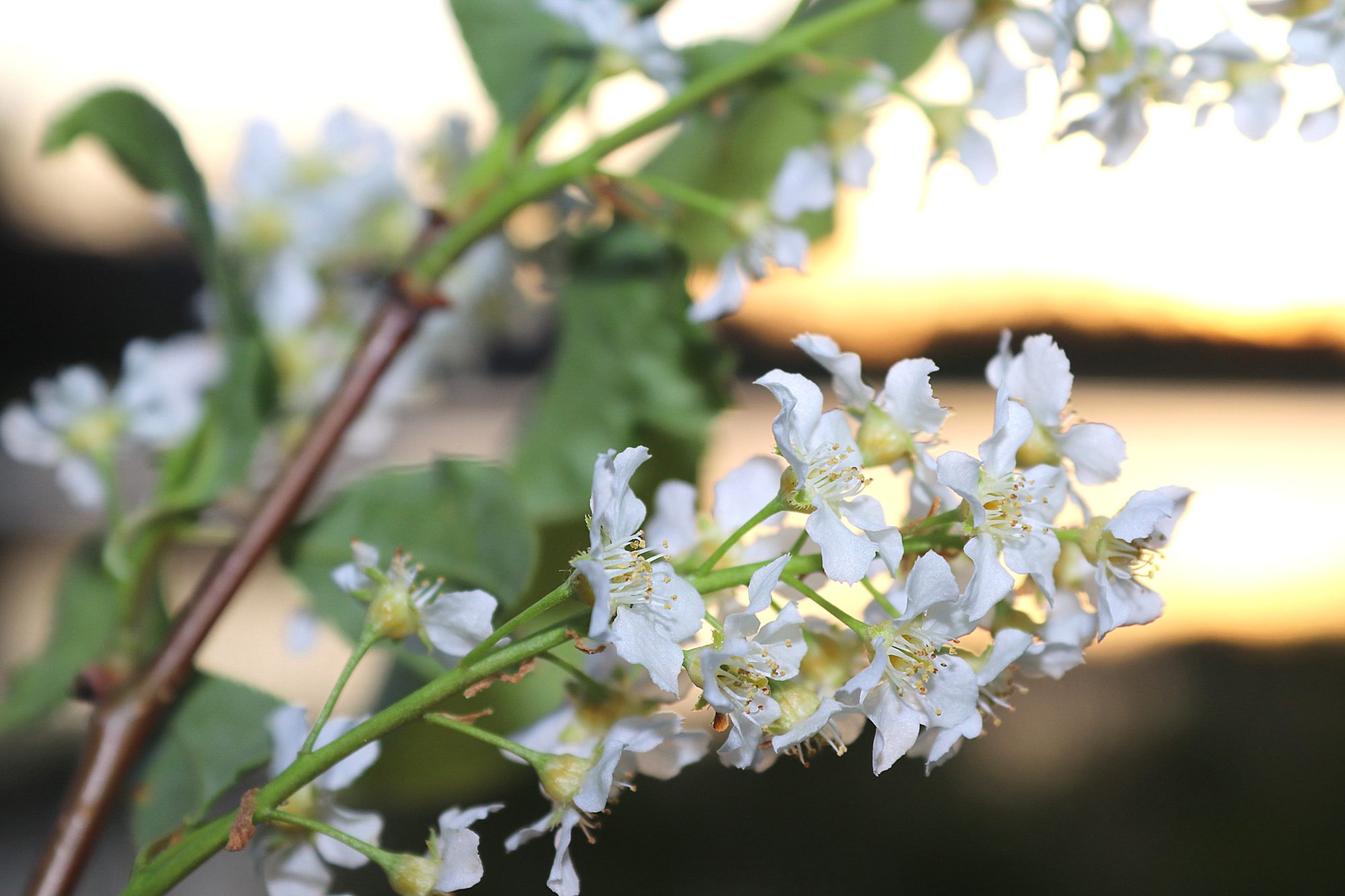 Valokuvaaja: Irja Lehtinen Valokuvaaja: Irja Lehtinen