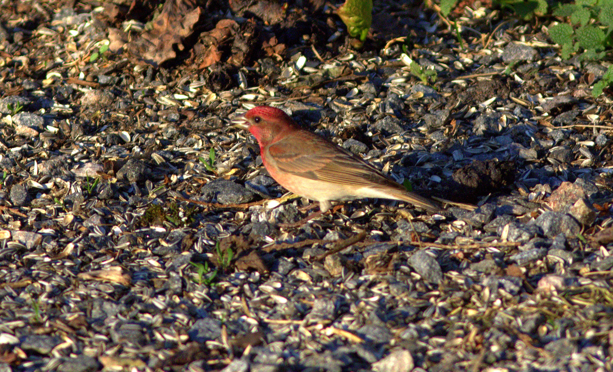 Valokuvaaja: tapio keinonen