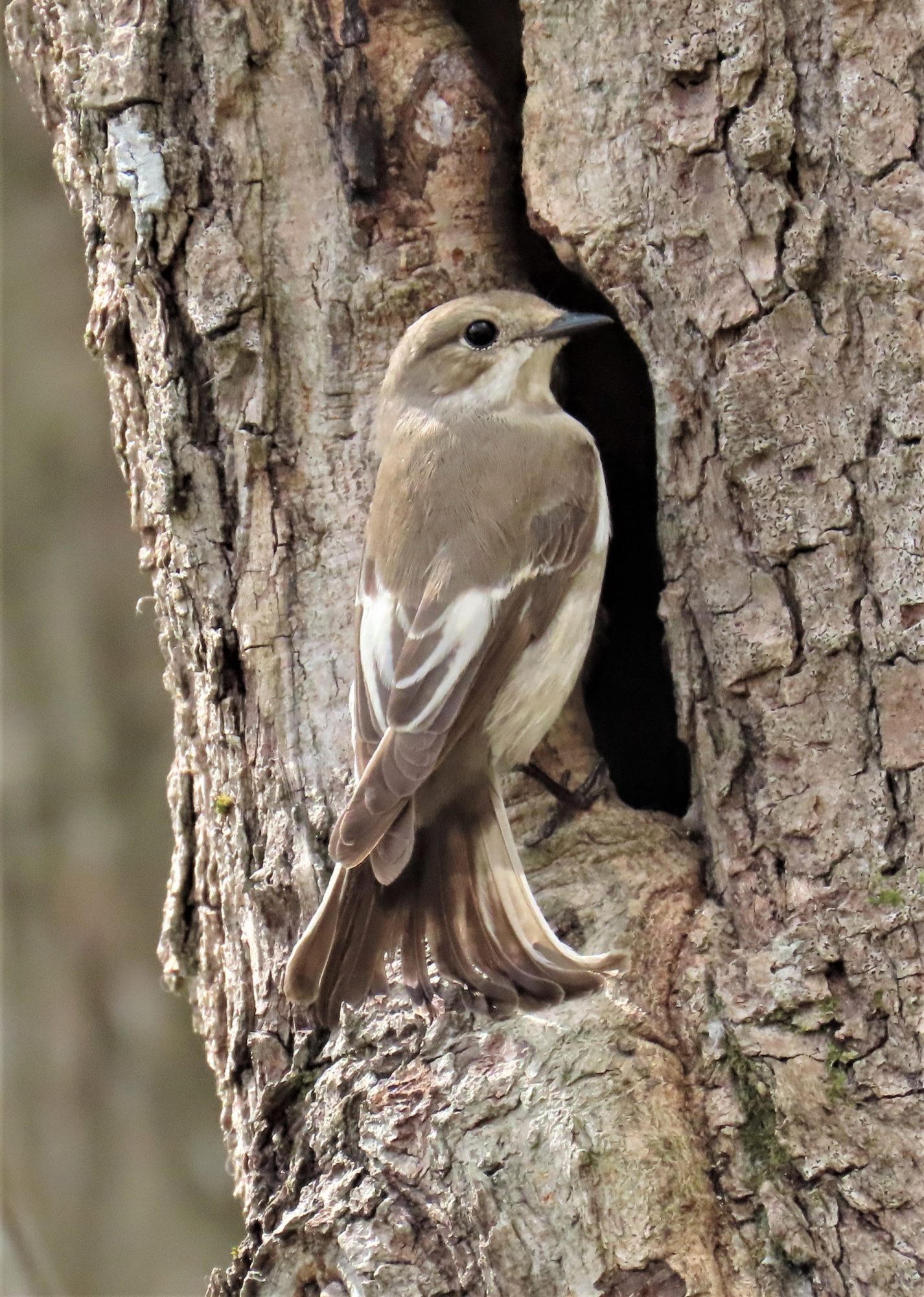 Valokuvaaja: Birgit Silvennoinen
