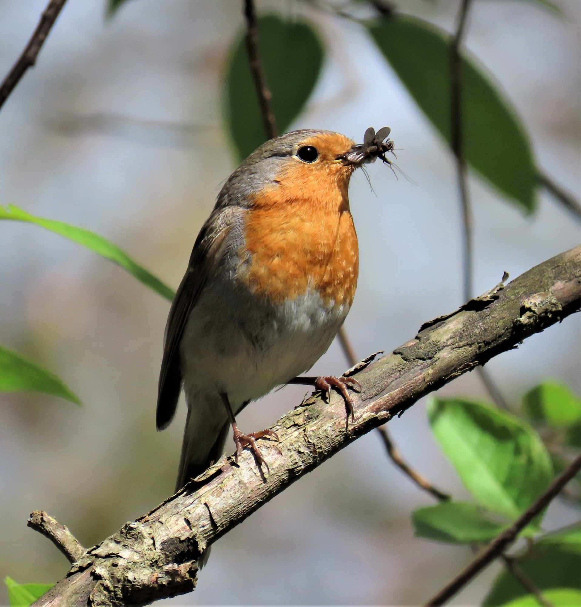 Valokuvaaja: Birgit Silvennoinen
