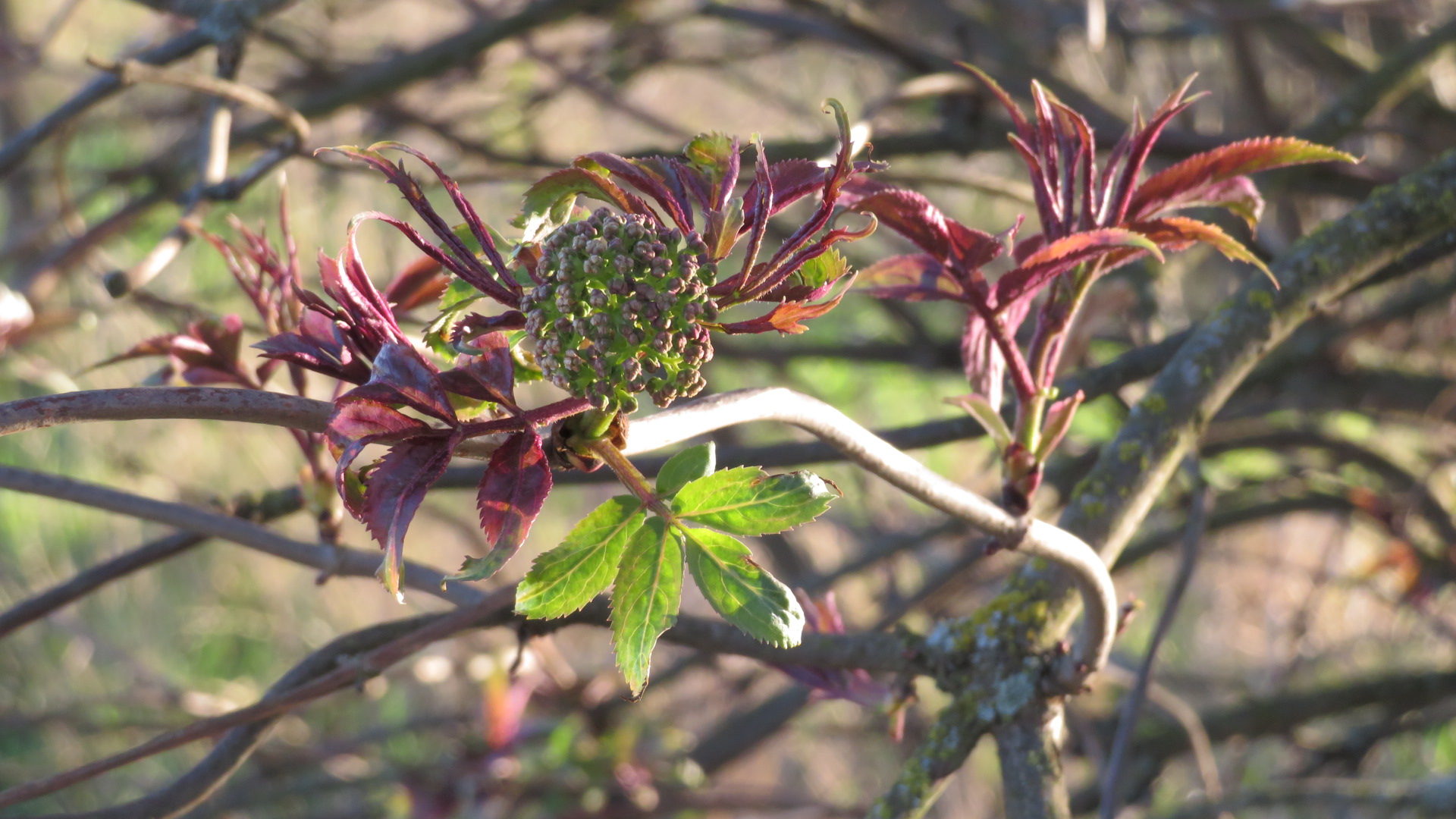 Valokuvaaja: Risto Kangassalo