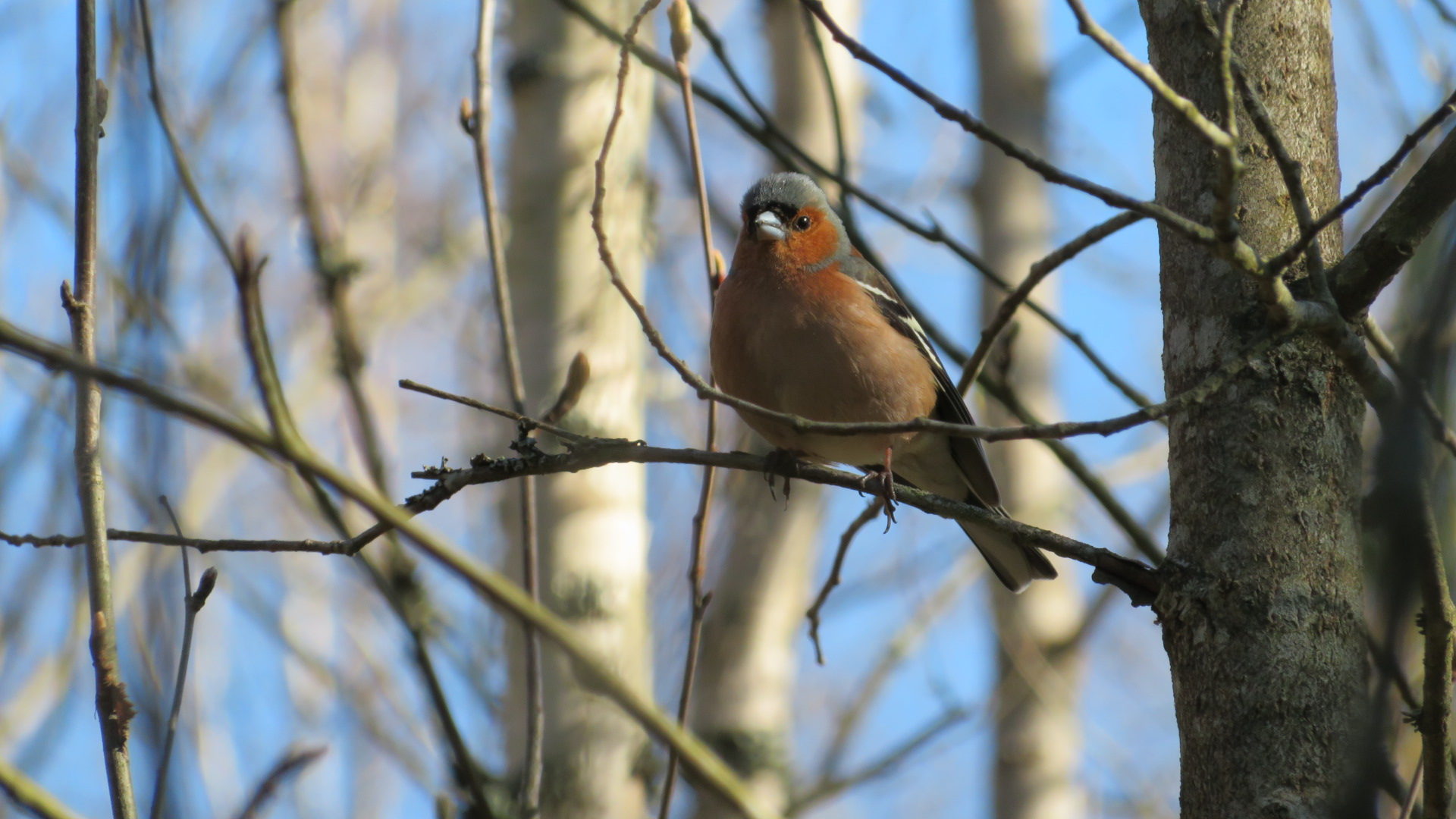 Valokuvaaja: Risto Kangassalo