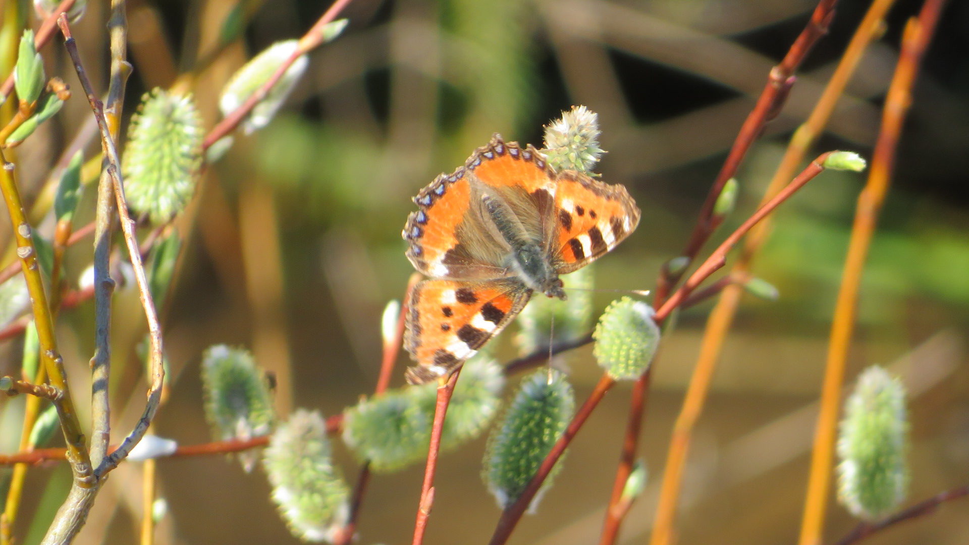 Valokuvaaja: Risto Kangassalo
