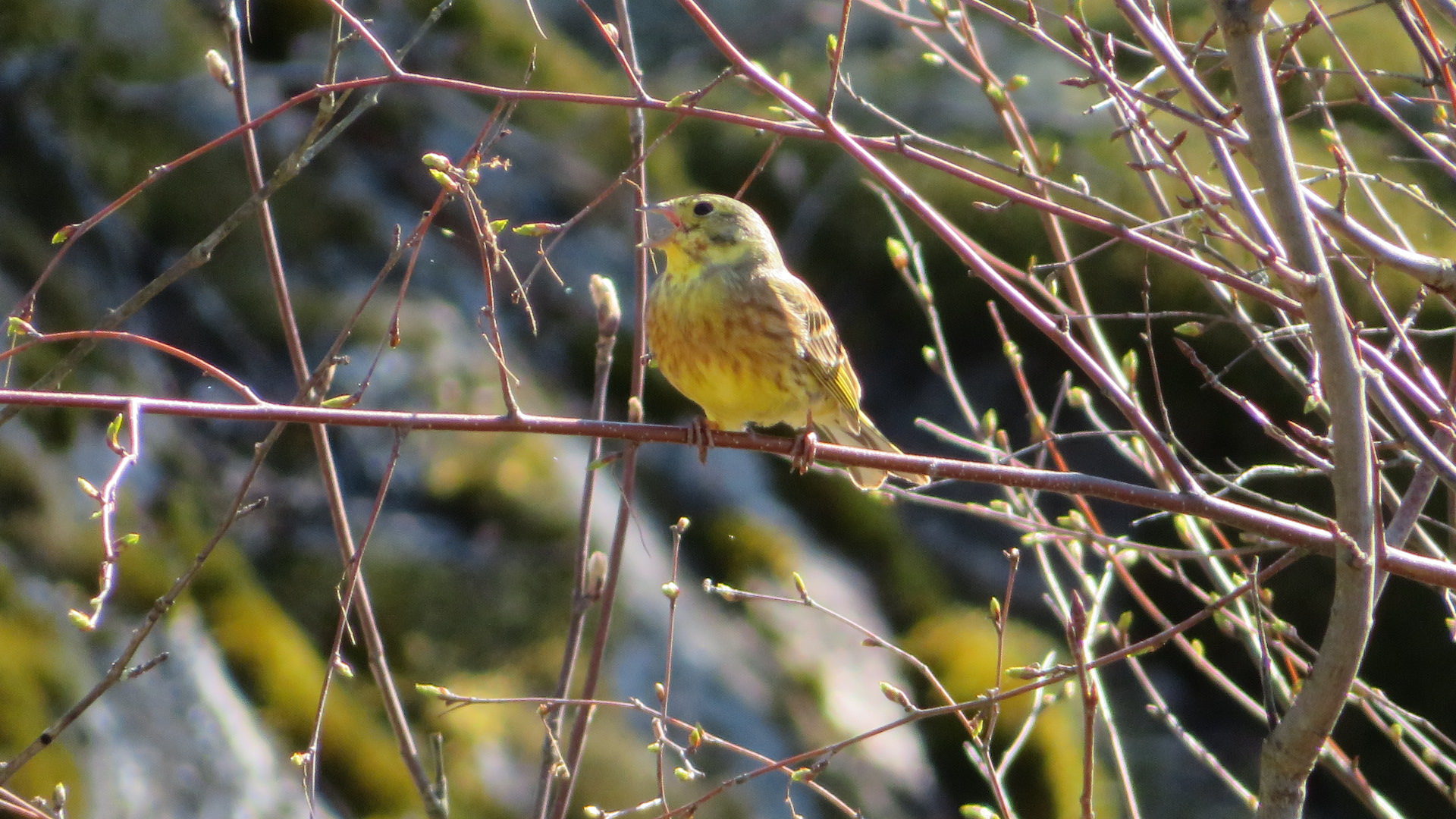 Valokuvaaja: Risto Kangassalo