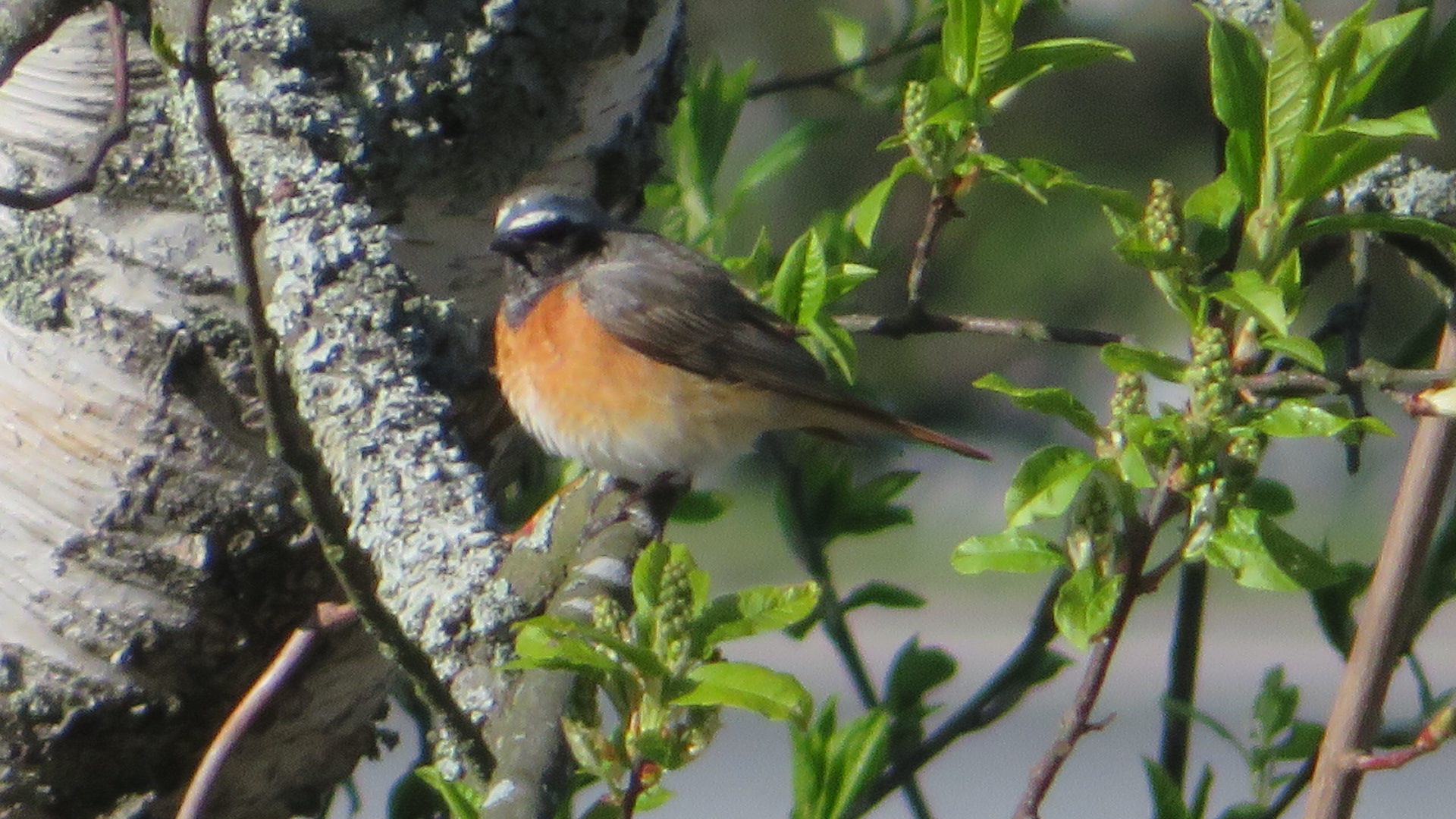 Valokuvaaja: Risto Kangassalo