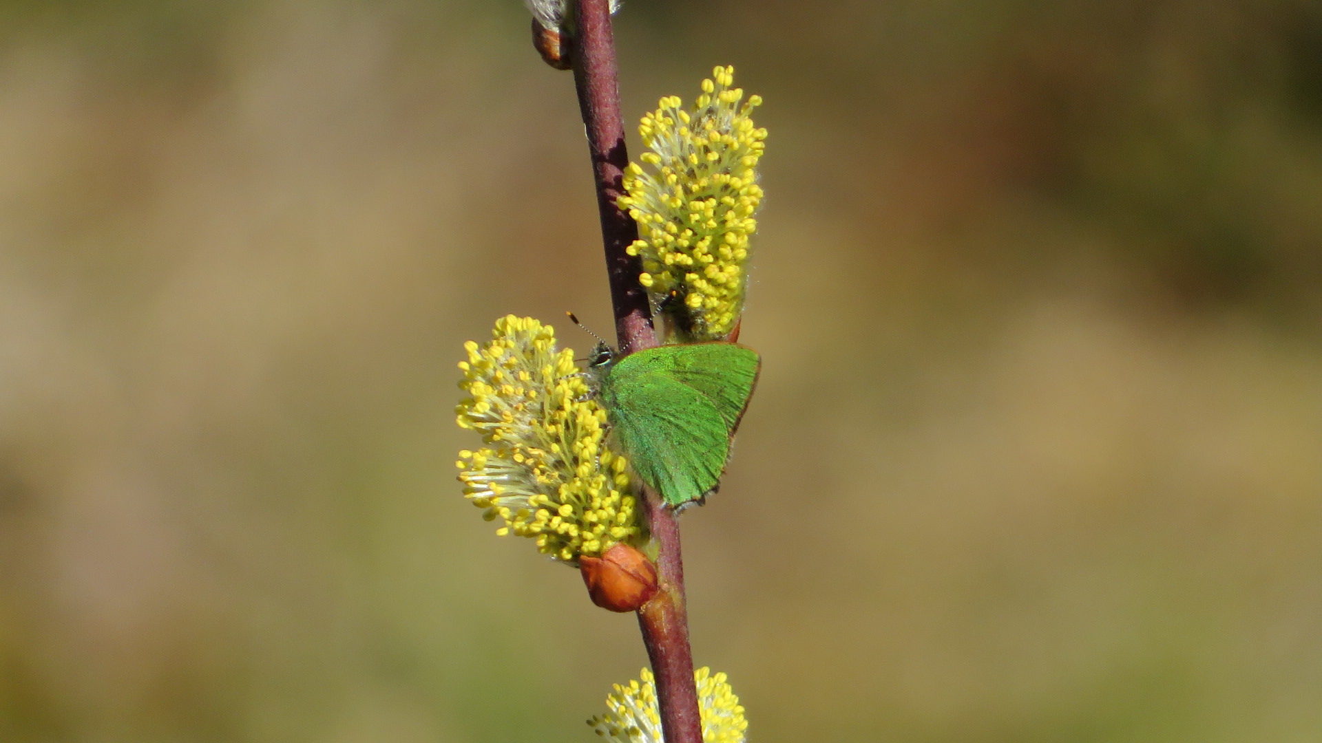 Valokuvaaja: Risto Kangassalo Valokuvaaja: Risto Kangassalo