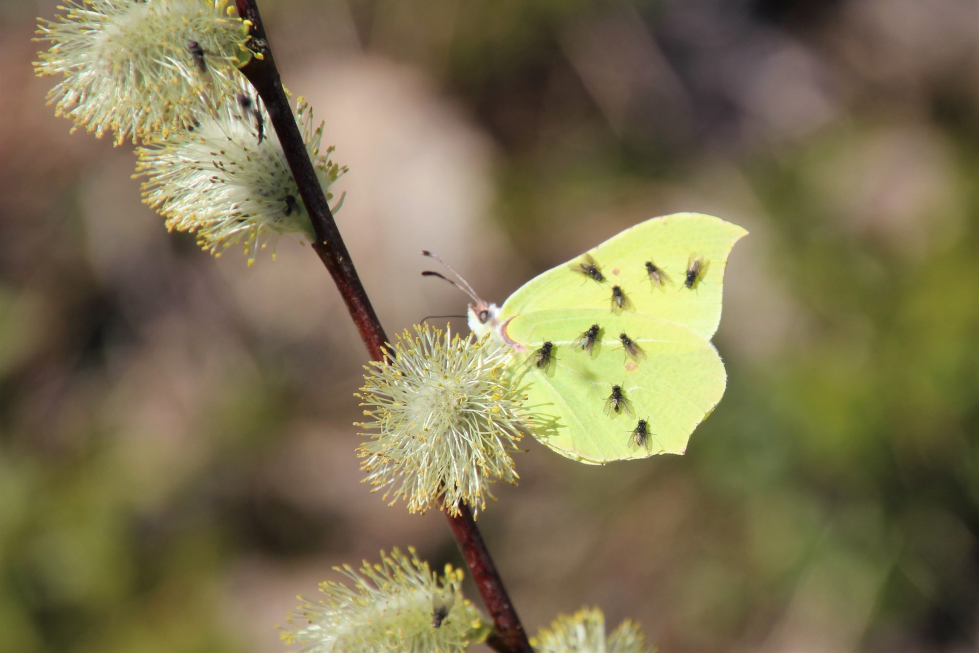 Valokuvaaja: Tiina Laihanen