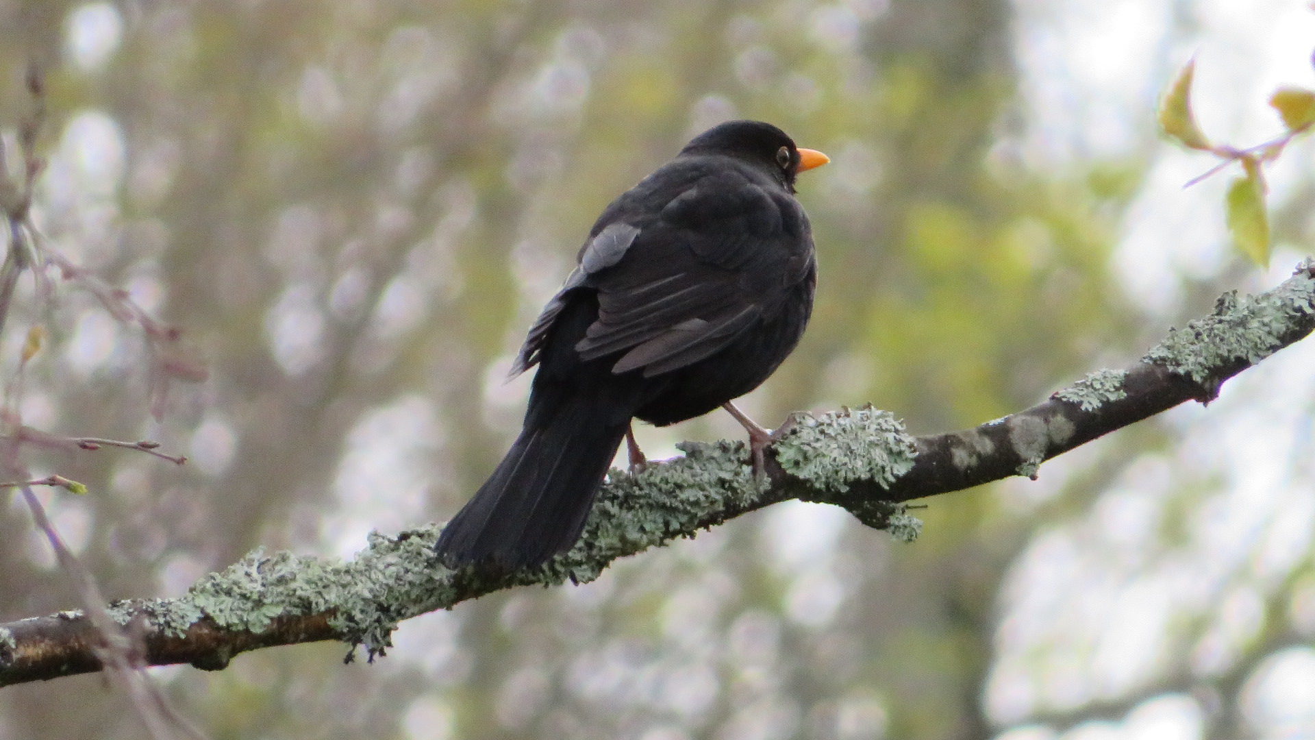 Valokuvaaja: Risto Kangassalo