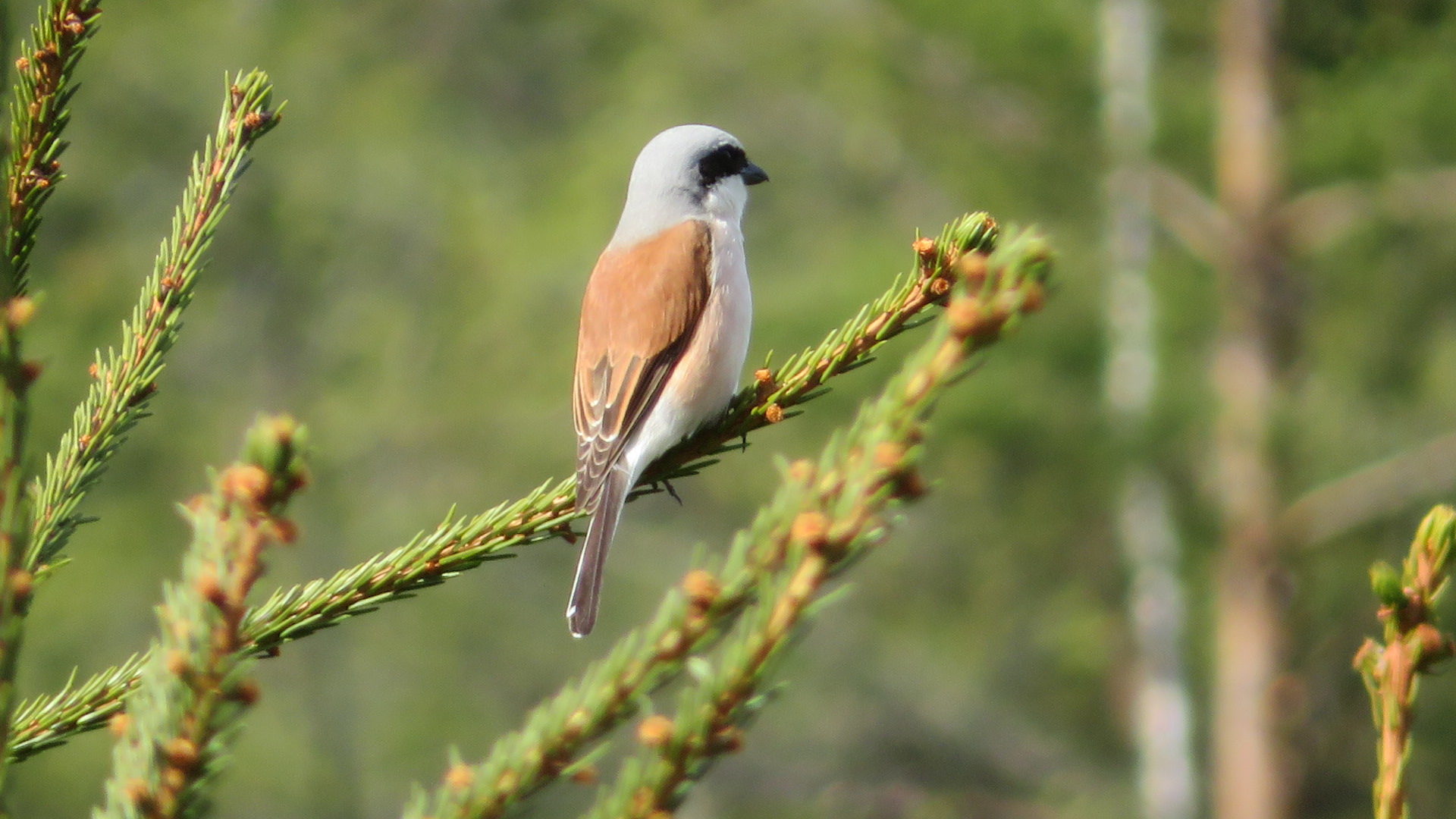 Valokuvaaja: Risto Kangassalo