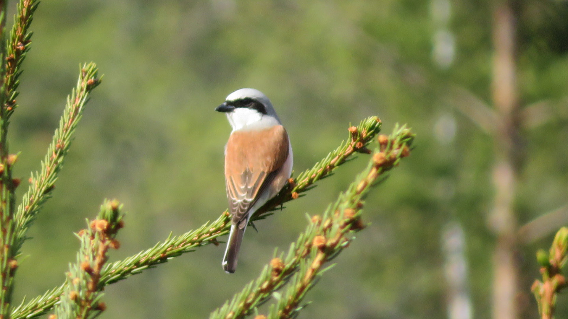 Valokuvaaja: Risto Kangassalo