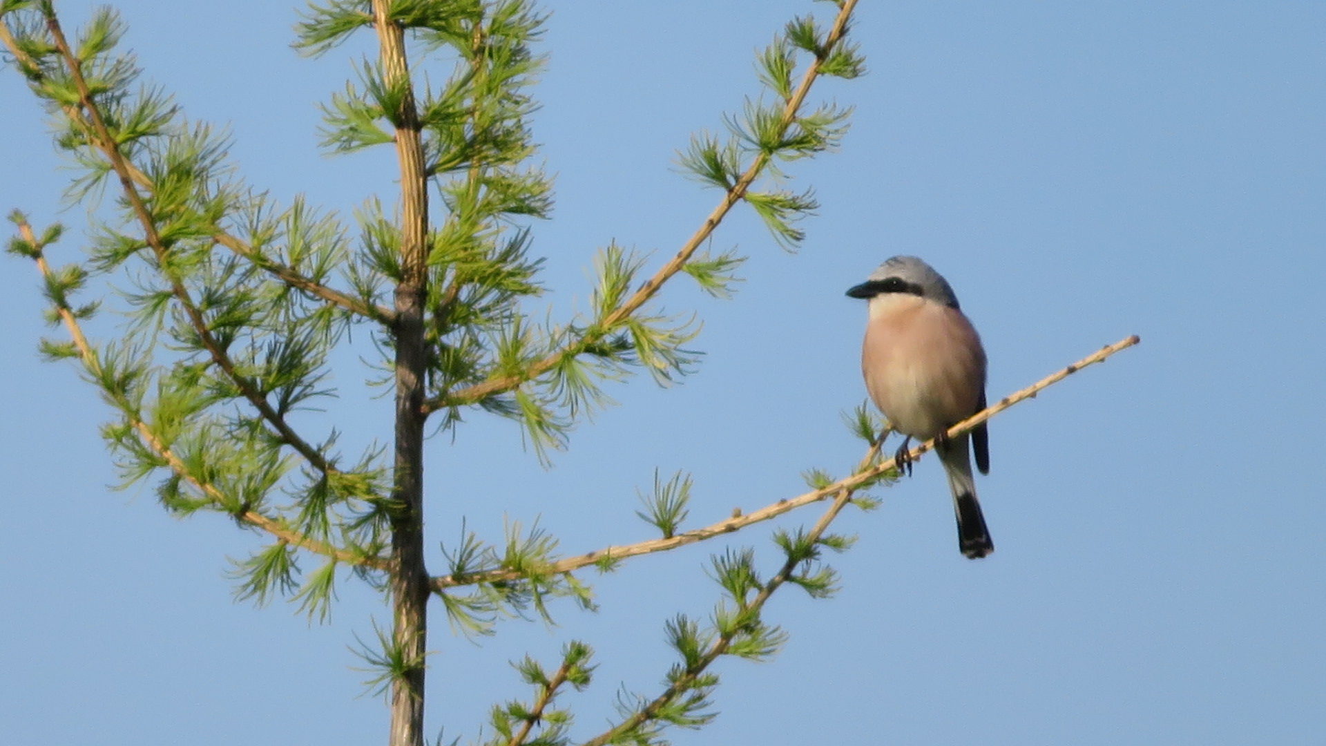 Valokuvaaja: Risto Kangassalo