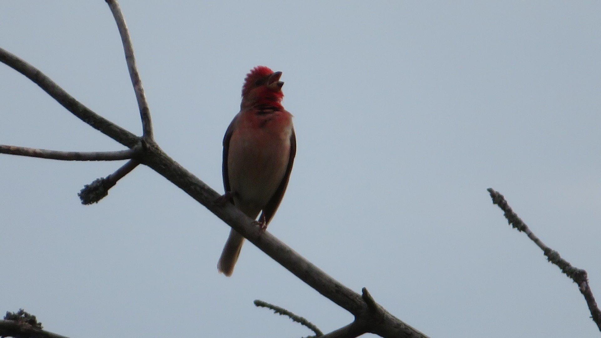 Valokuvaaja: Risto Kangassalo